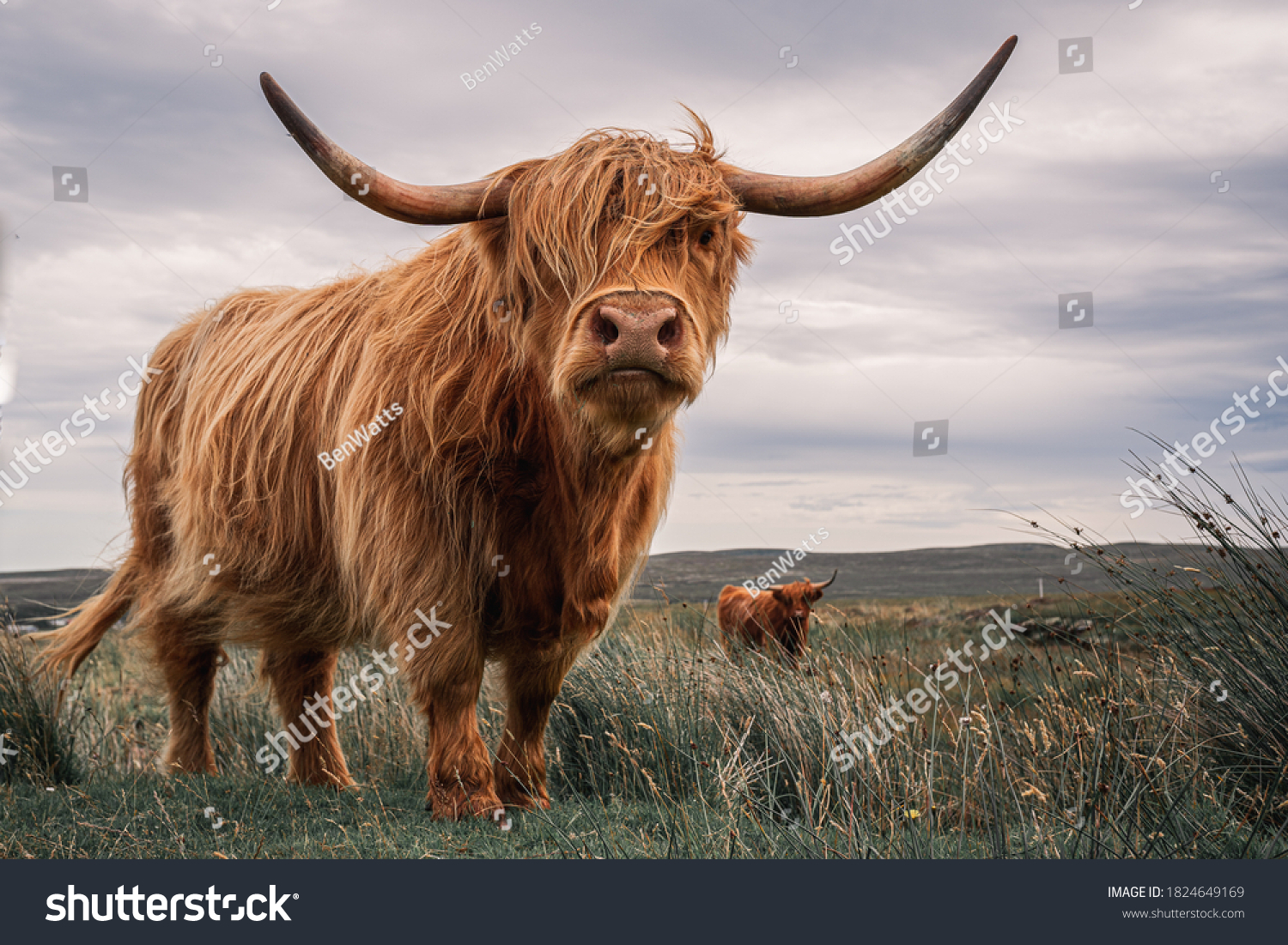 Striking Couple of Highland Cows Captured on the North Coast of Scotland #1824649169