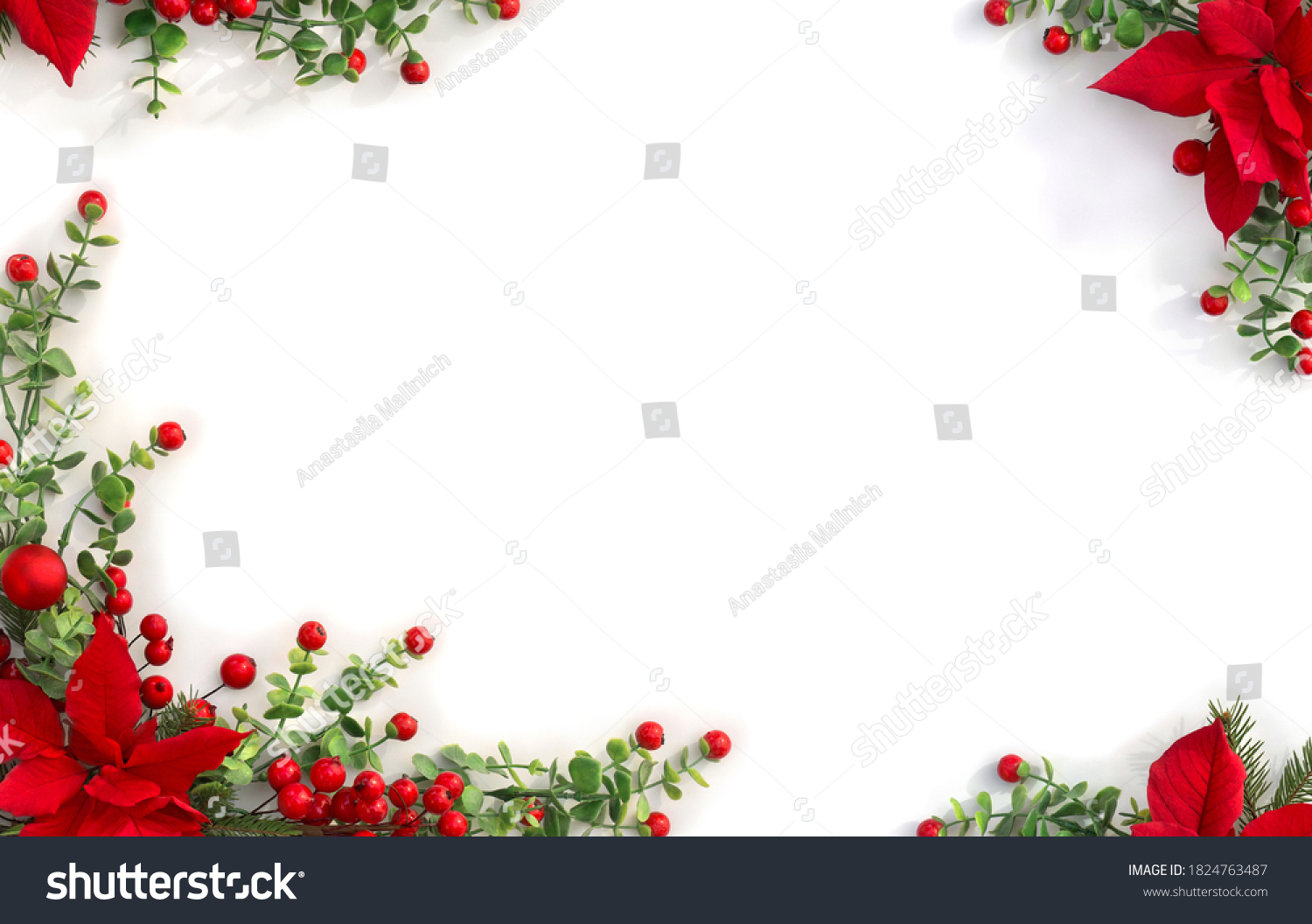 Christmas decoration. Frame of flowers of red poinsettia, branch christmas tree, red berries on white background with space for text. Top view, flat lay #1824763487