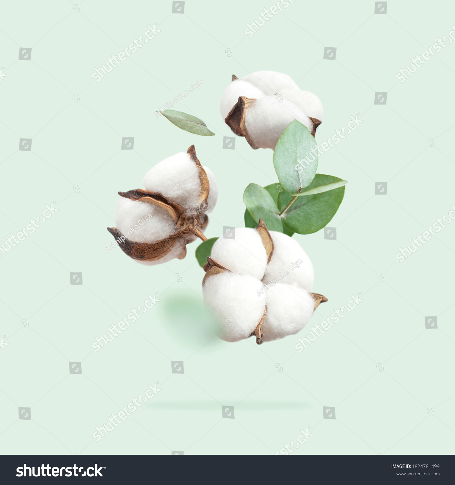 Flying cotton flowers, green twigs of eucalyptus on mint green background. Creative Floral background with cotton, delicate flowers of fluffy cotton. Flat lay flowers composition, greeting card #1824781499