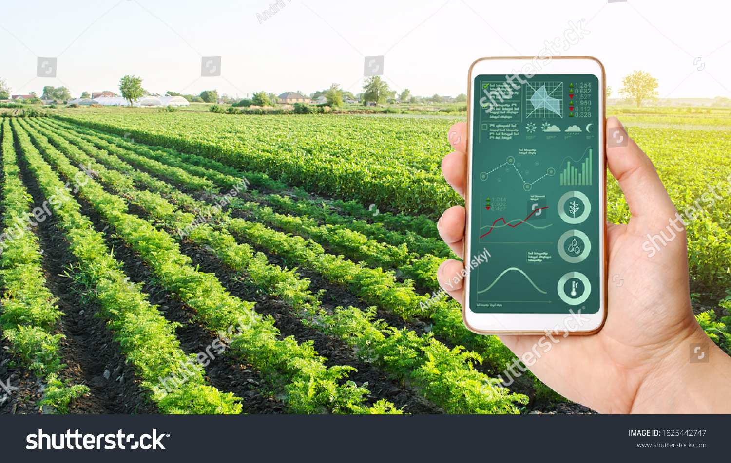 The farmer holds a phone and receives information parameters and data from agricultural field. Advanced technologies in agriculture. Agroindustry and agribusiness. European organic farming. Hi-tech #1825442747
