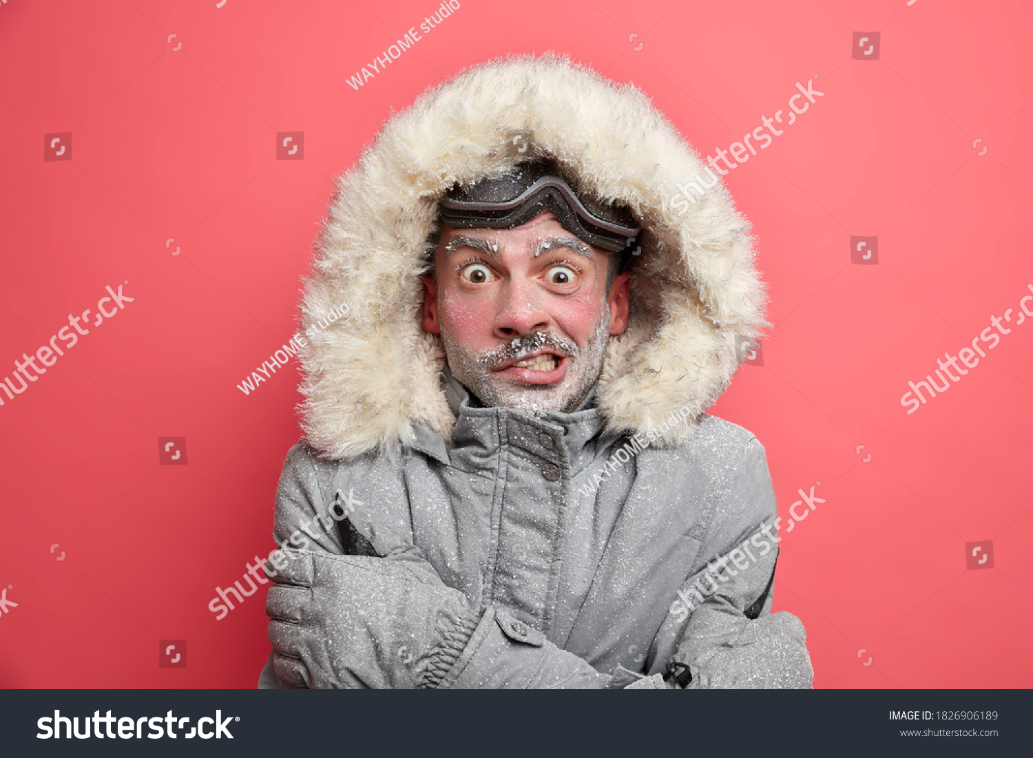 Frozen man trembles from cold has red face covered by ice frosted beard wears jacket with hood needs to warm during winter expedition poses over coral background. Cold weather low temperature #1826906189