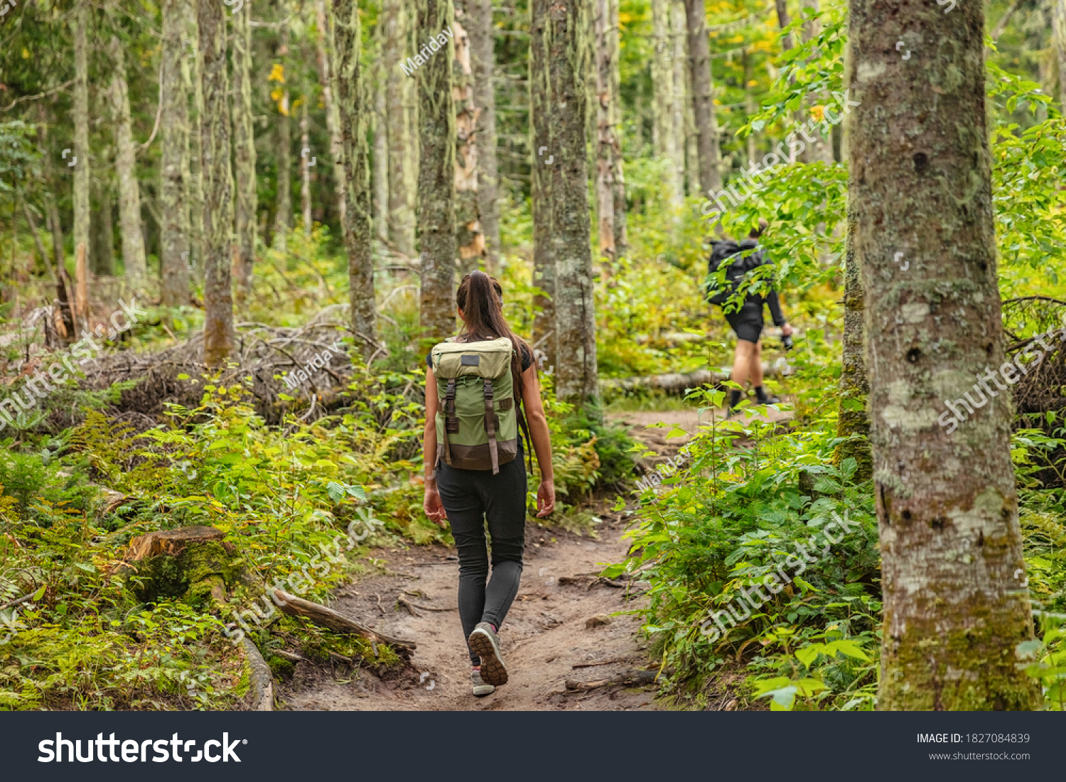 Hike trail hiker woman walking in autumn fall nature woods during fall season. Hiking active people tourists wearing backpacks outdoors trekking in pine forest. #1827084839