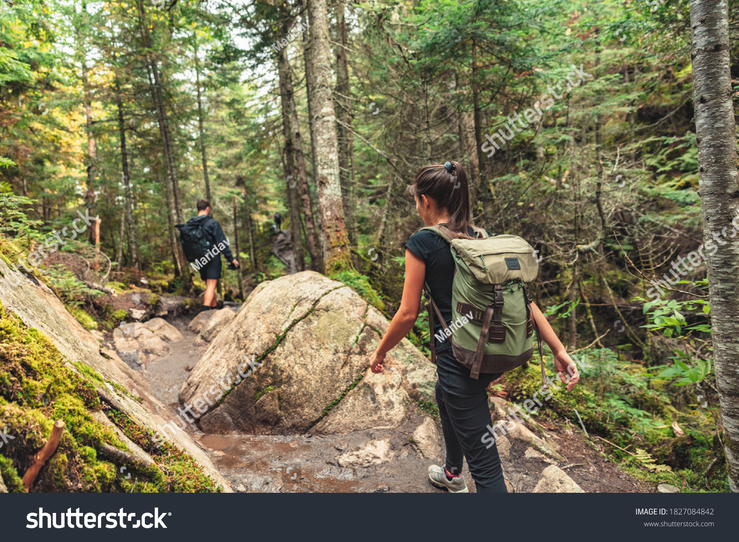 Hikers walking on forest trail with camping backpacks. Hiker woman from behind hiking in autumn fall nature woods. Group of tourists wearing backpacks outdoors trekking on mountain. #1827084842