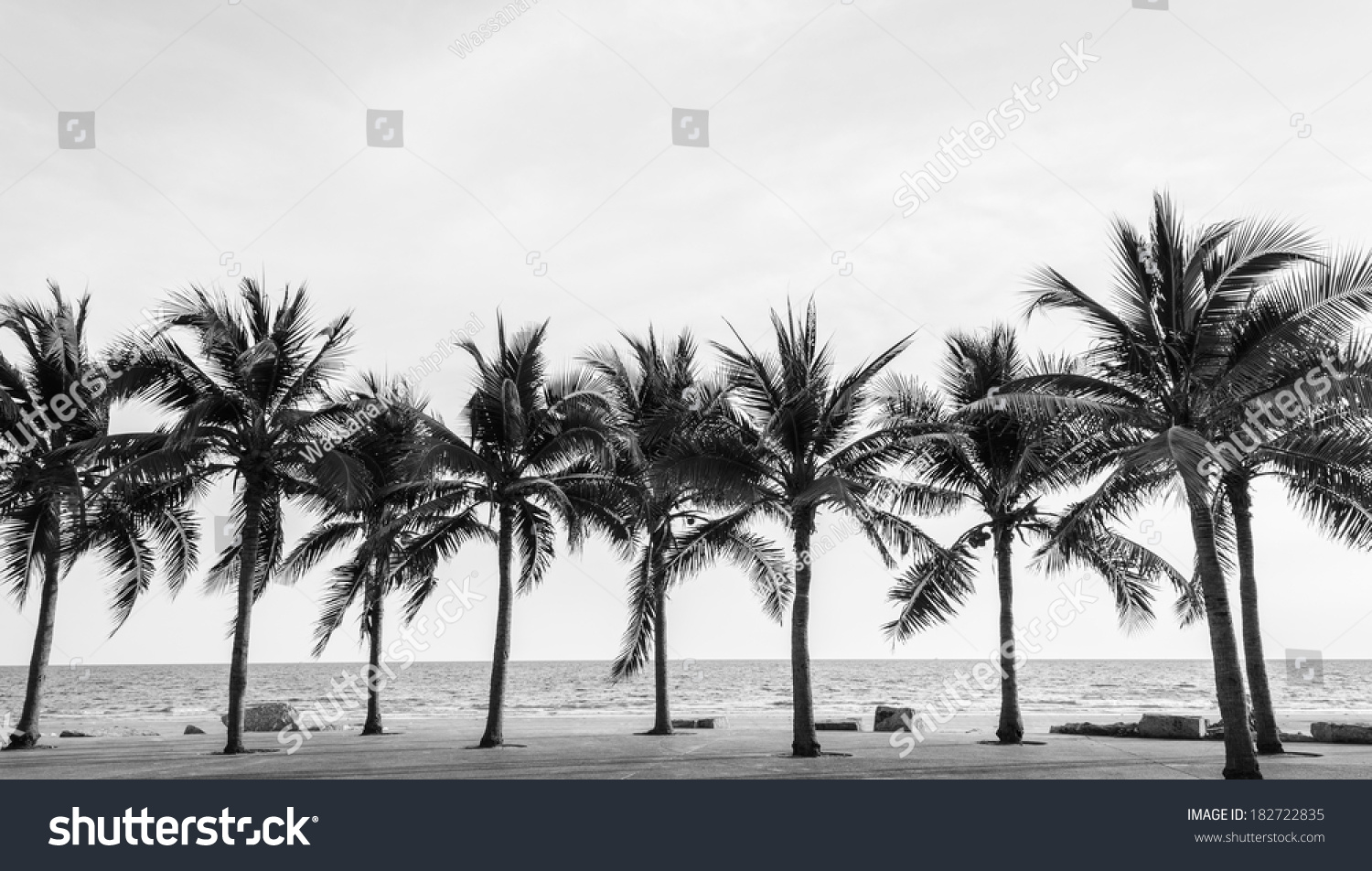 Black & White view of Beautiful beach with palms, Thailand #182722835