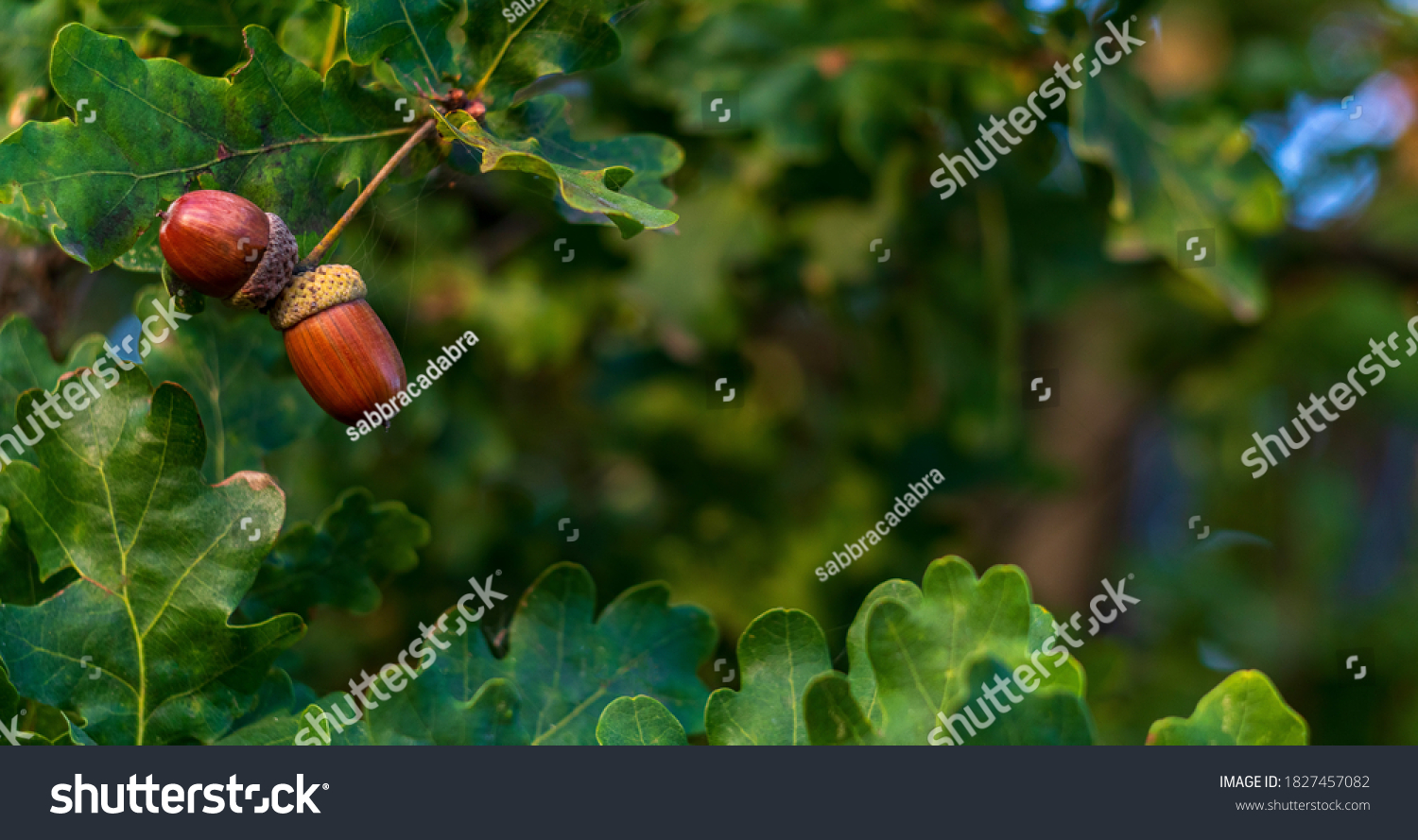 Brown acorns on an oak tree branch in a forest. Closeup oak fruits and leaves on a green background #1827457082