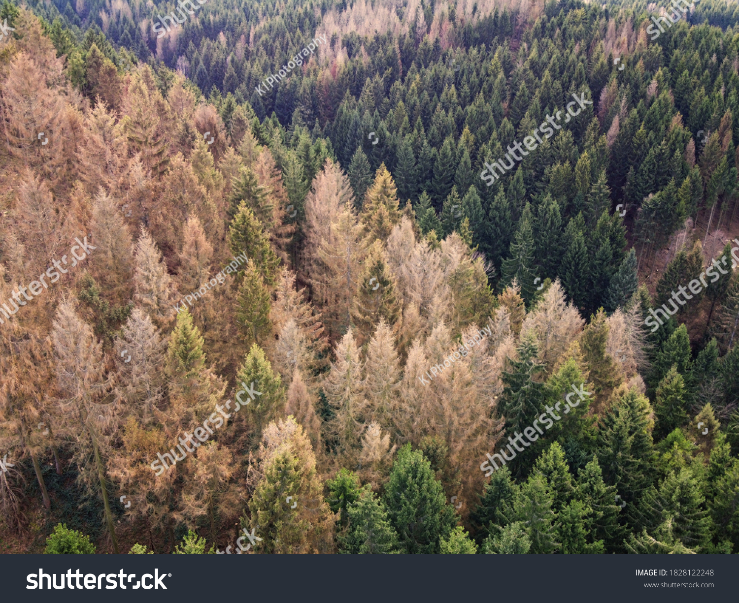 Aerial drone view of forest dieback in northern central Germany. Dying spruce trees in the Harz mountains, Lower Saxony. Drought and bark beetle infestation, global warming and climate change. #1828122248