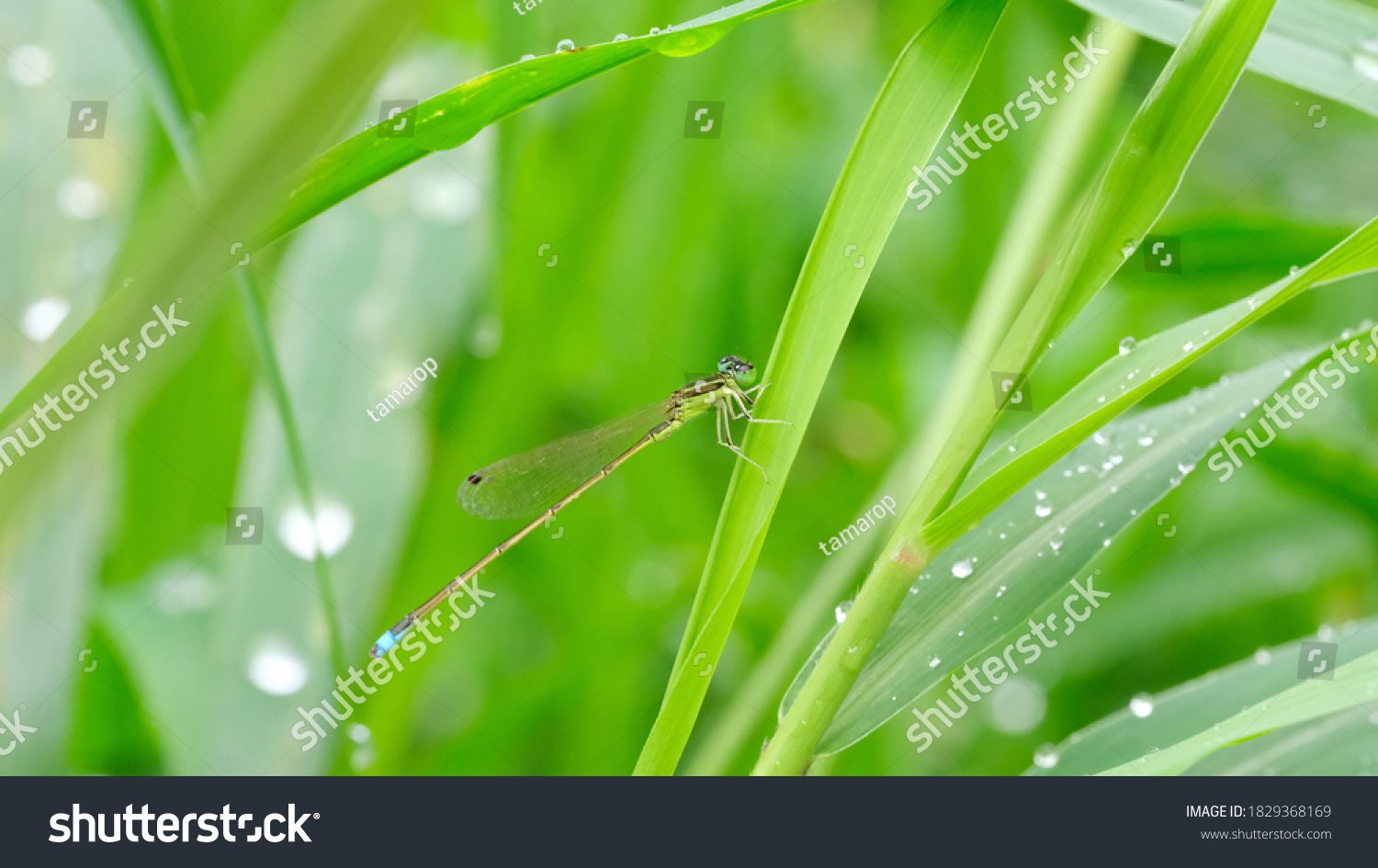 Damsel Flies on the grass #1829368169