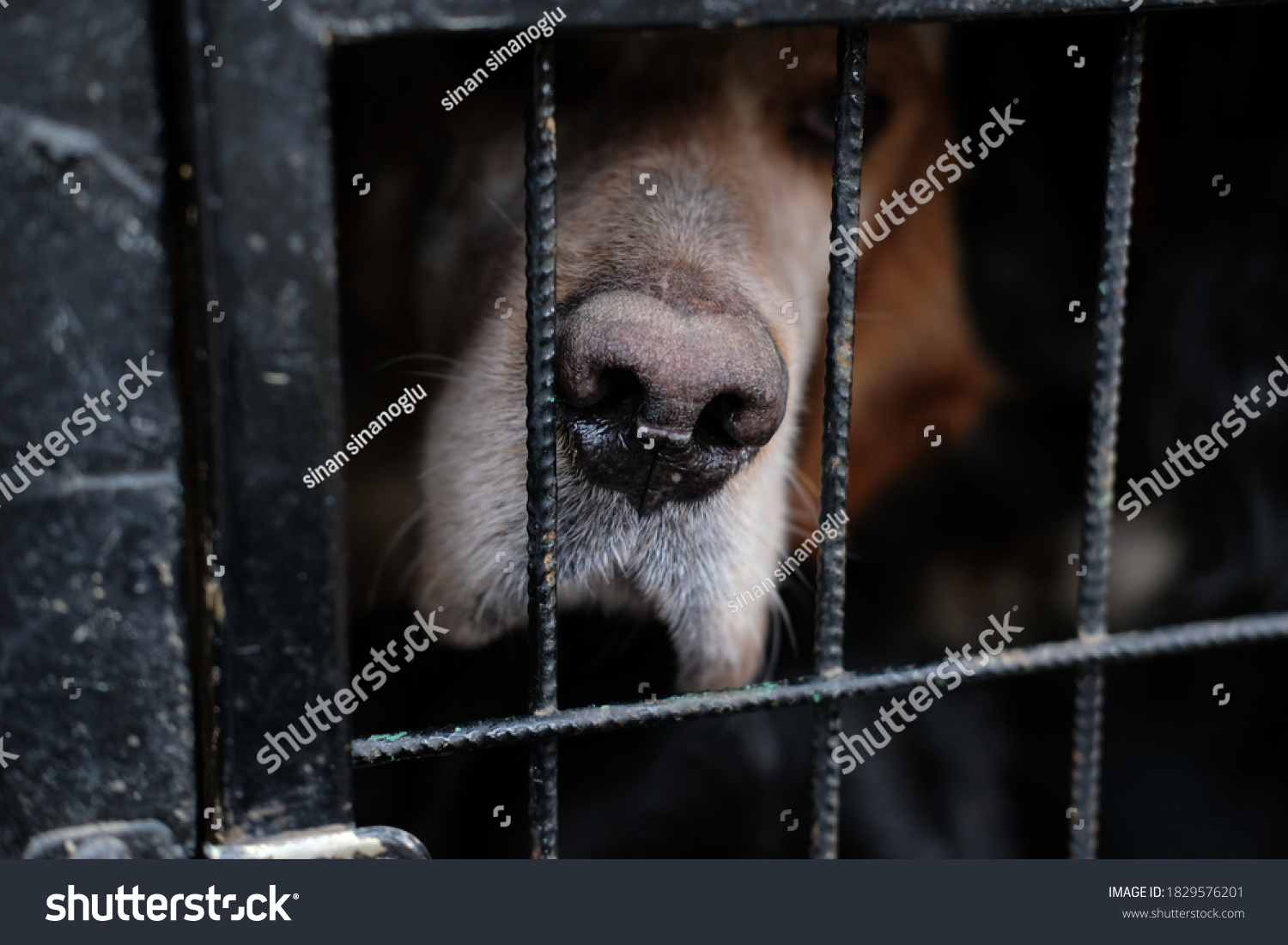 Hunting dog in a cage #1829576201