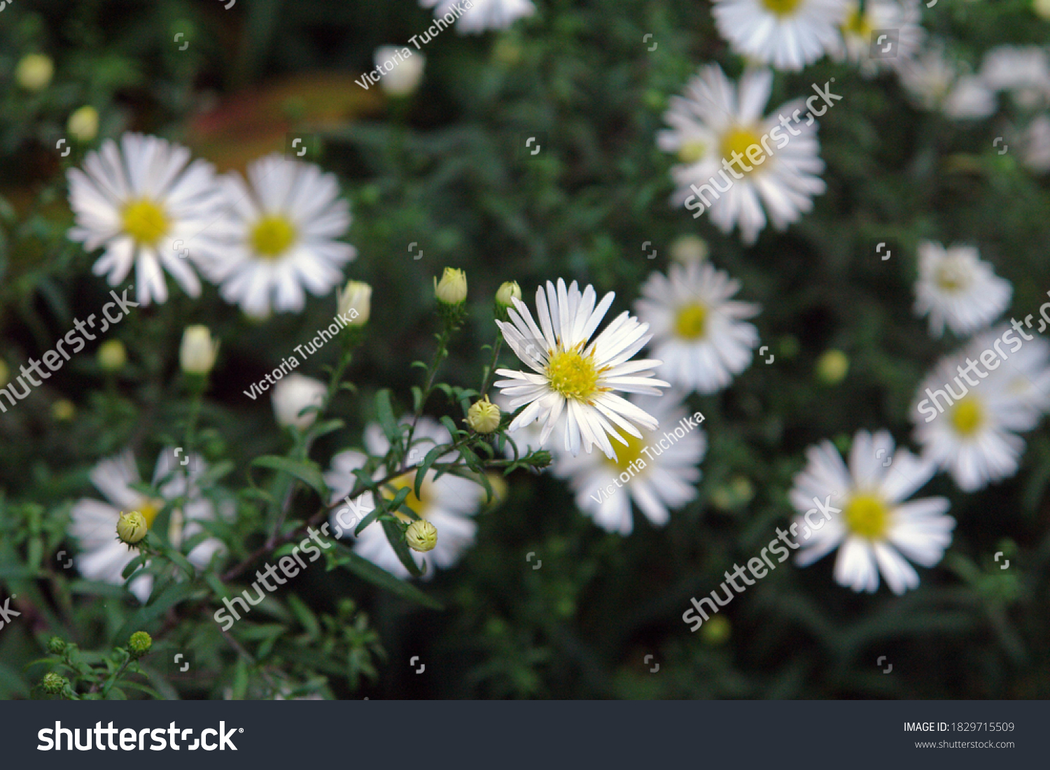 Close up of a multitude of small white flowers of Aster amellus, the European Michaelmas-daisy. Poland, Europe                 #1829715509