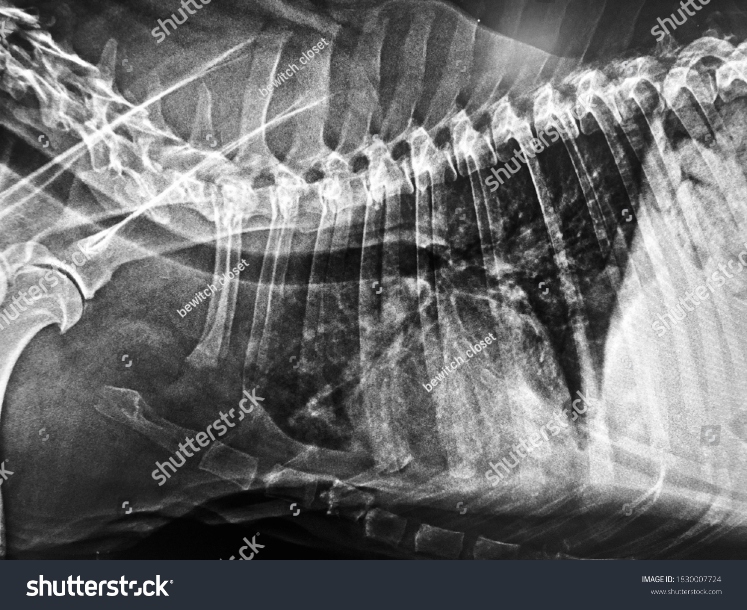 Xray Image Of Old Canine Lung Metastasis Lung Royalty Free Stock Photo 1830007724 Avopix Com