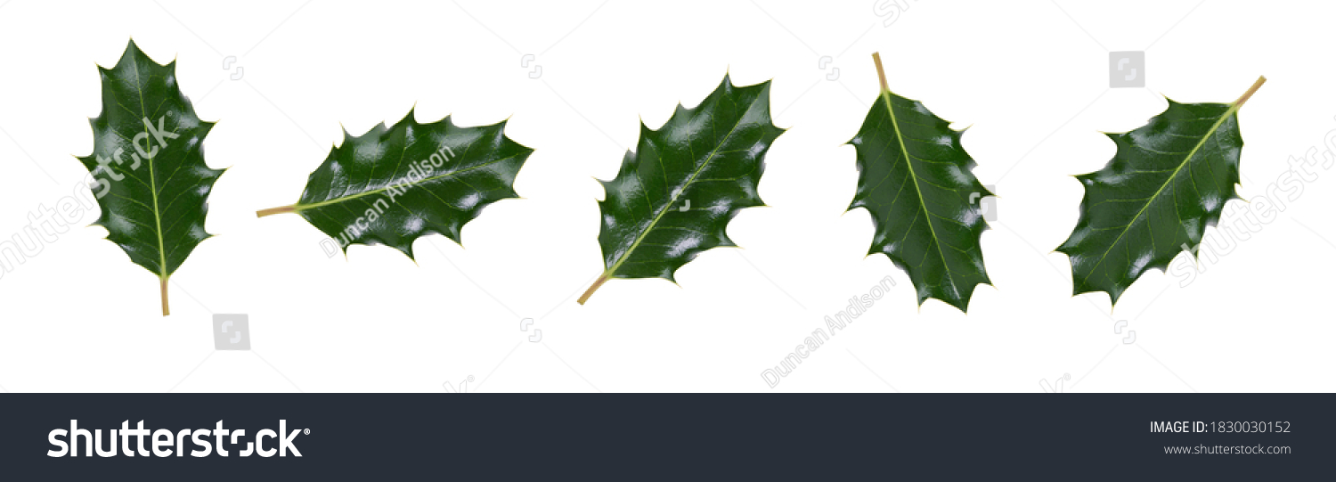 A collction of large sized green spiky holly leaves for Christmas decoration isolated against a white background. #1830030152