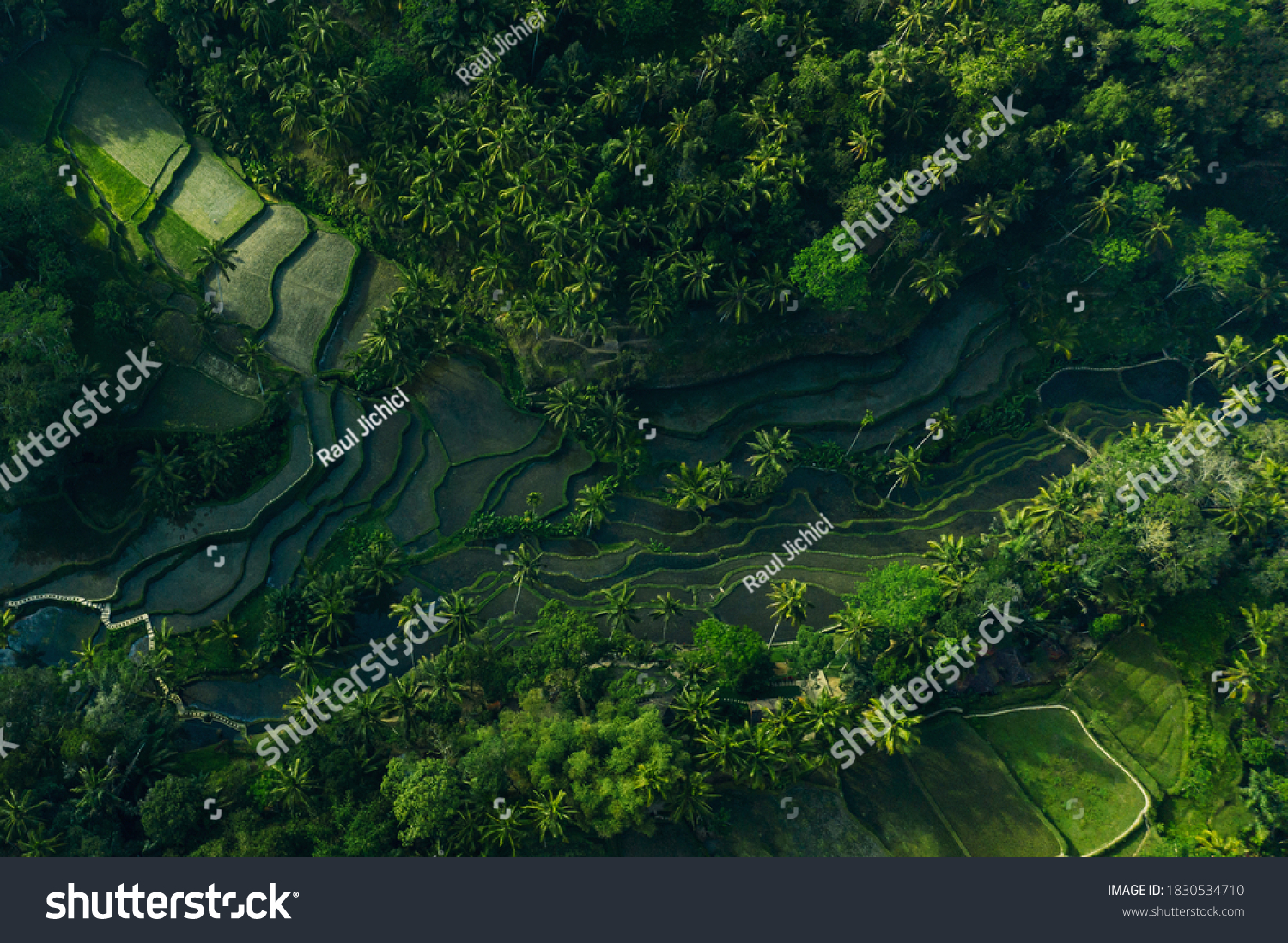 Aerial view of Tegalalang Bali rice terraces. Abstract geometric shapes of agricultural parcels in green color. Drone photo directly above field. #1830534710