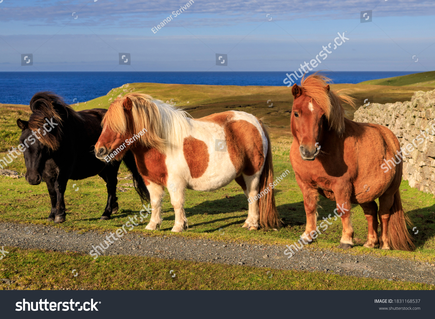 Three windswept Shetland Ponies, a world famous unique and hardy breed and a tourist attraction, on the sunny cliff tops of their native Shetland Islands, Scotland, United Kingdom #1831168537