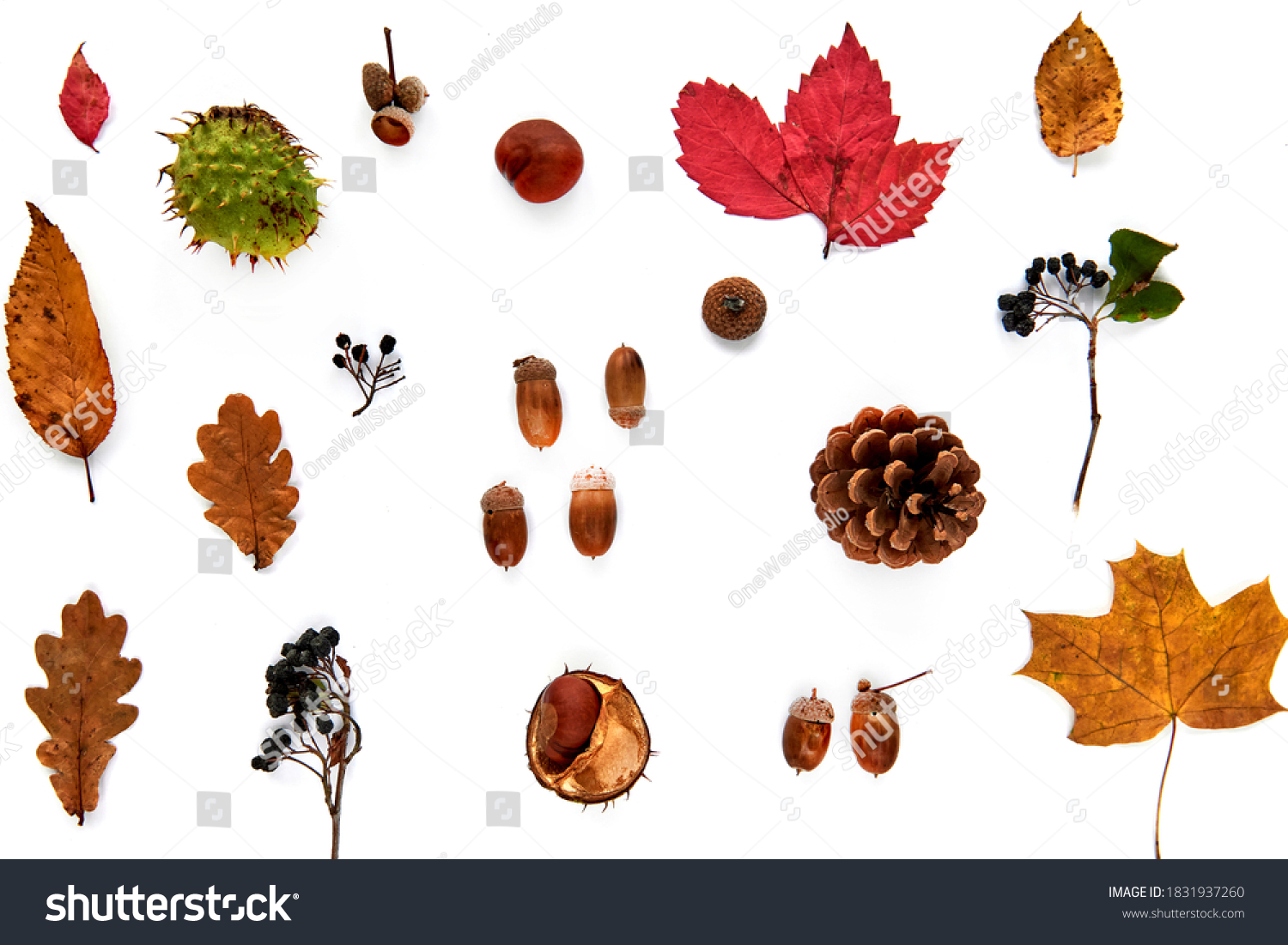 Autumn composition. Pattern made of dried leaves, branches, pine cones, berries, chestnuts and acorns isolated on white background. Template mockup fall, halloween. Flat lay, copy space background #1831937260
