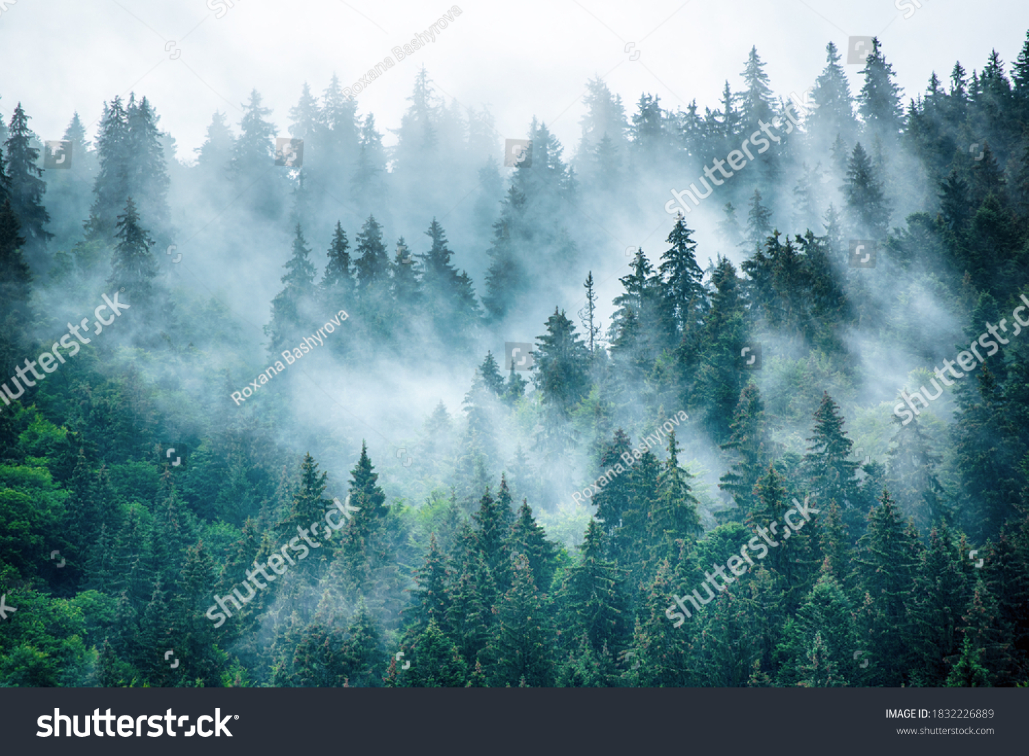 Misty foggy mountain landscape with fir forest and copyspace in vintage retro hipster style #1832226889