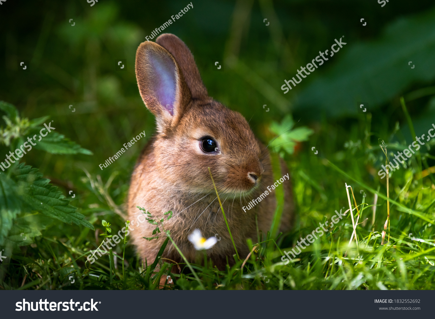 A wild orange Rabbit/bunny with big ears in a fresh green forest (Spring baby rabbit or Easter rabbit) #1832552692