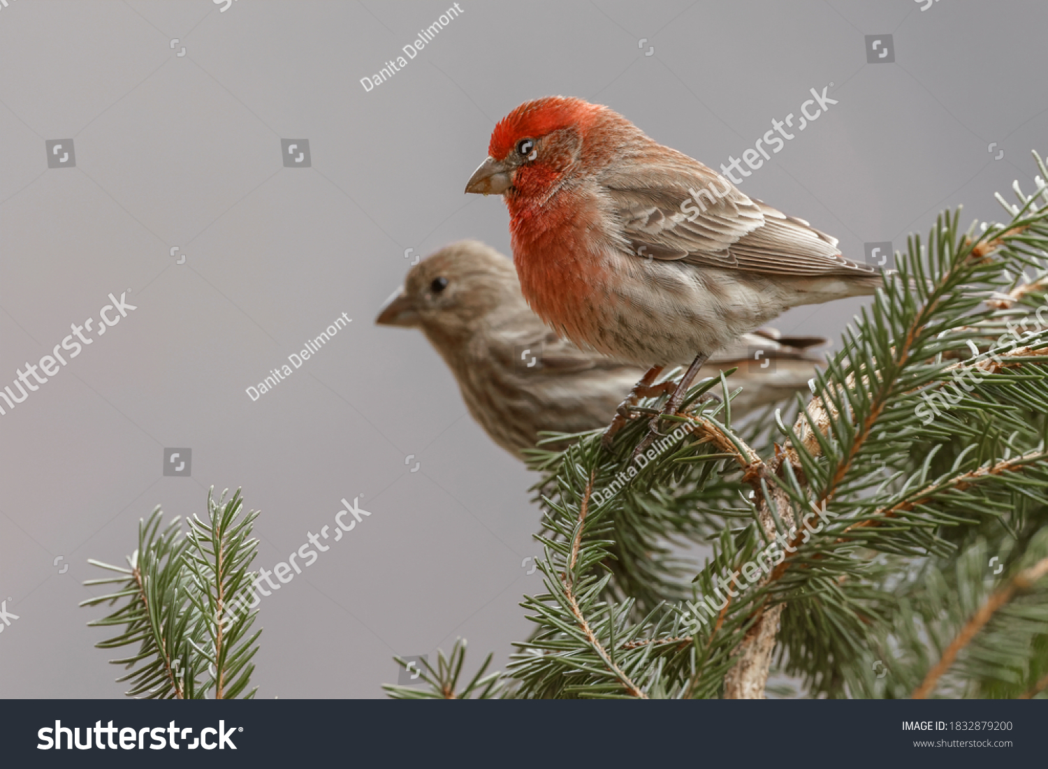 Male and female House Finch in winter. #1832879200
