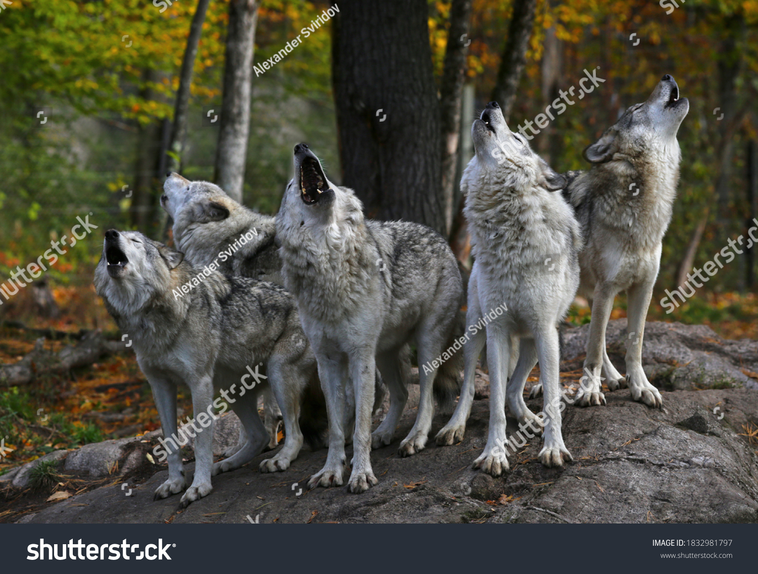 Eastern timber wolves howling on a rock in Canada. #1832981797