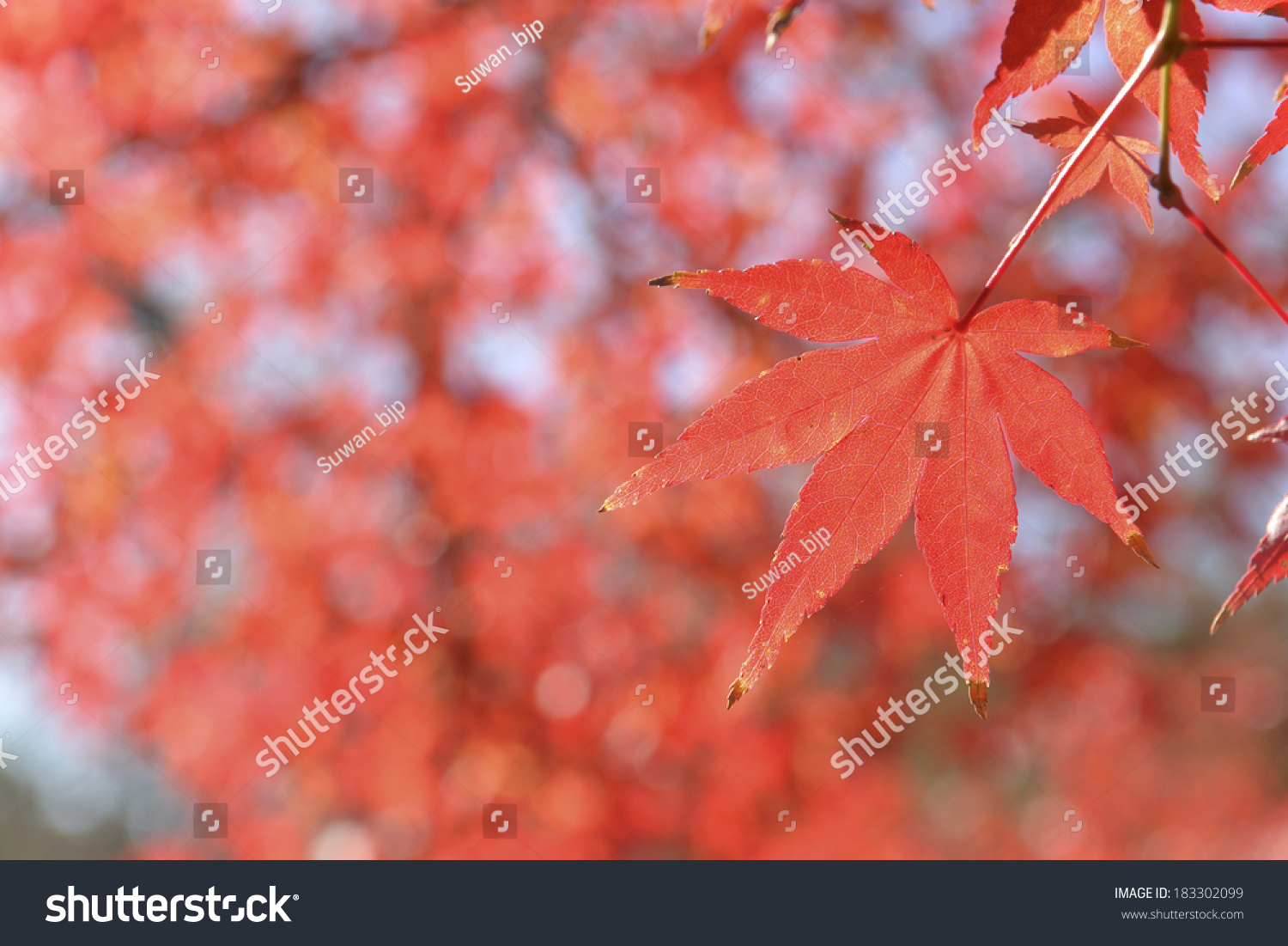 Red maple leaf in park at Japan. #183302099