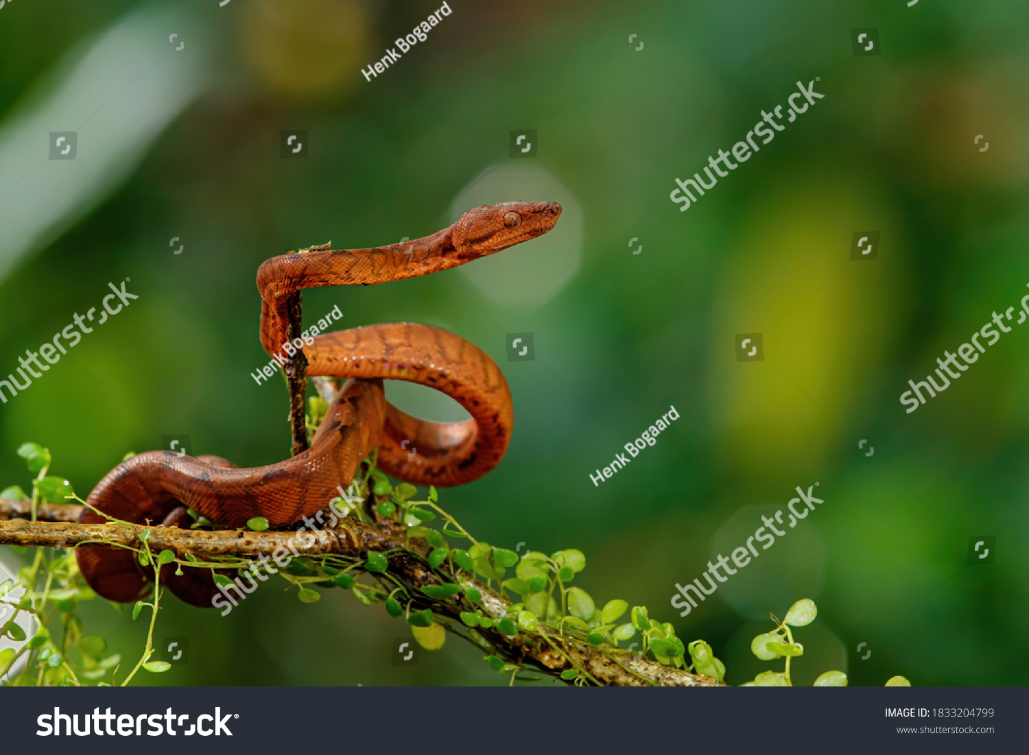 Central American Tree Boa, Corallus annulatus, also known as common tree boa, Trinidad tree boa or tee boa hanging on a branch in the forest in Costa Rica #1833204799
