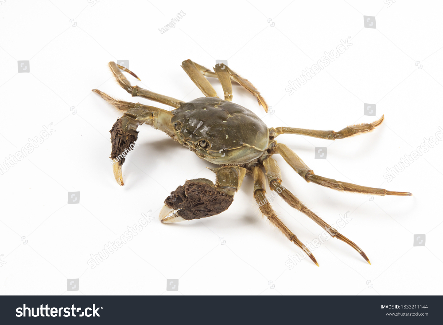 Raw Chinese mitten crab, shanghai hairy crab isolated on white background.（大闸蟹） #1833211144