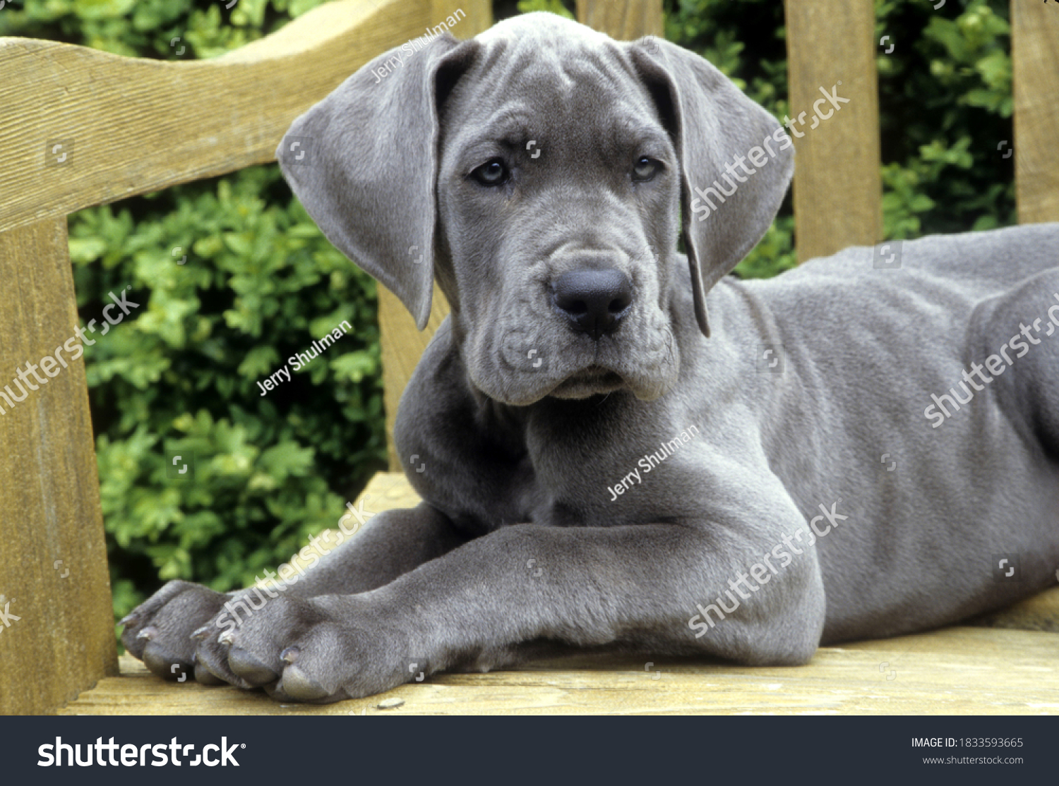 Great Dane Puppy lying on wooden bench, facing forward. #1833593665