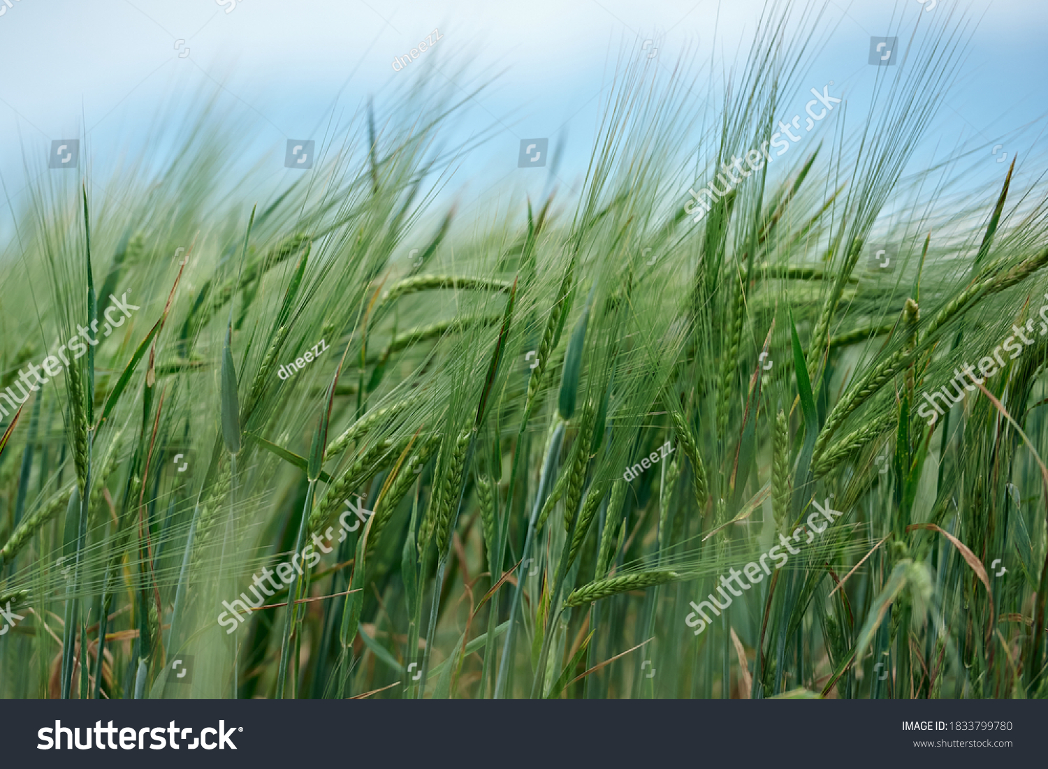 Field of fresh green barley cereals.Ears of green malting barley in the field #1833799780