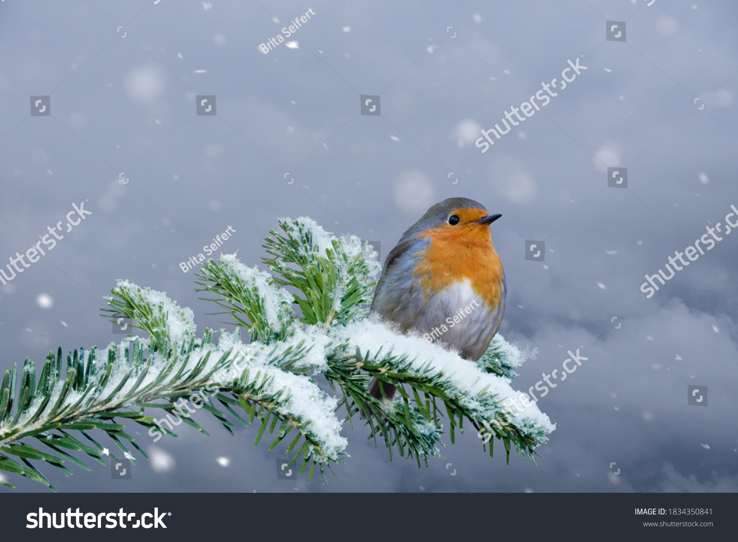 European Robin - Erithacus rubecula sitting, perching in snowy winter, spruce with the snow in the background #1834350841