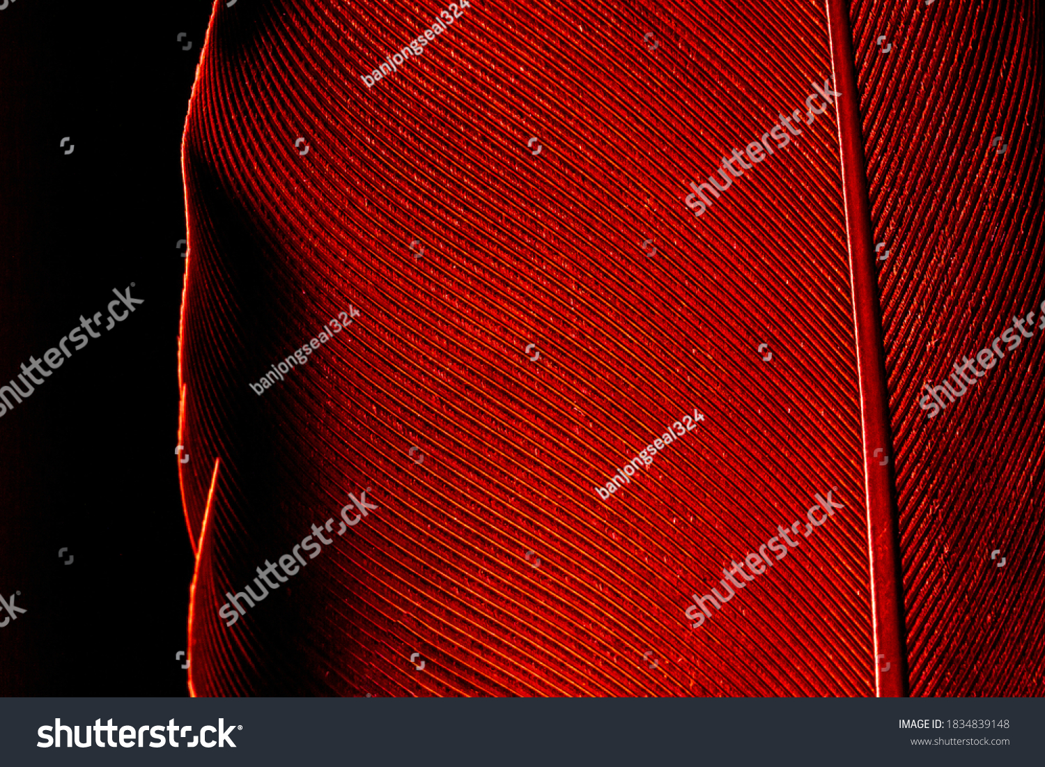 Beautiful red feather pattern texture background ,Red macro feather,Macaw Feathers (Maroon) Feather, Bird, Animal, Maroon, Red,Red feather ,Feather, Taiwan, Black Color, Close-up, Backgrounds #1834839148