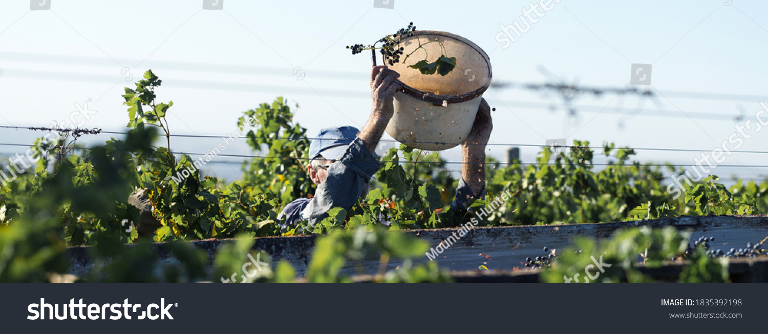 Workers pour blue grapes onto a trailer in a vineyard. Autumn harvesting. #1835392198