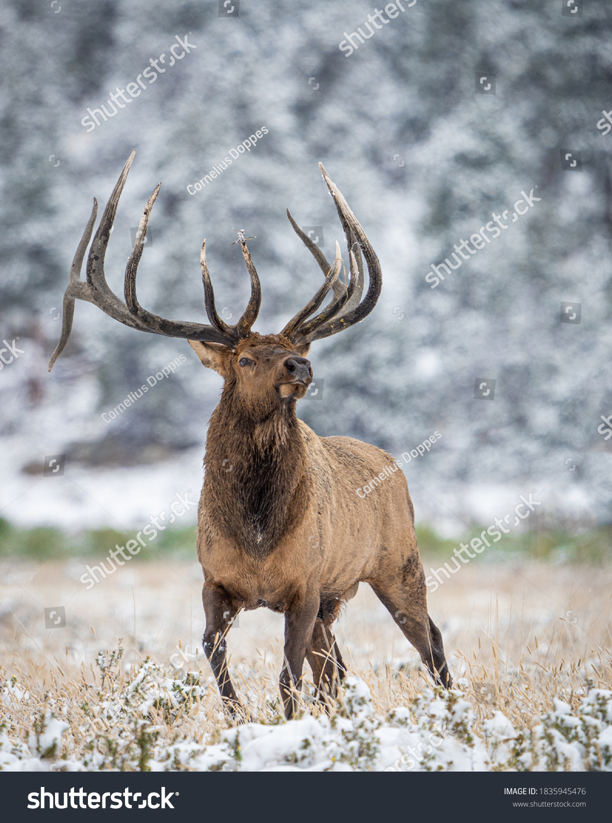 wild elk in the west. #1835945476