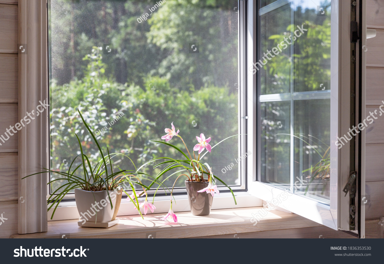 White window with mosquito net in a rustic wooden house overlooking the garden. Houseplants and a watering can on the windowsill. #1836353530