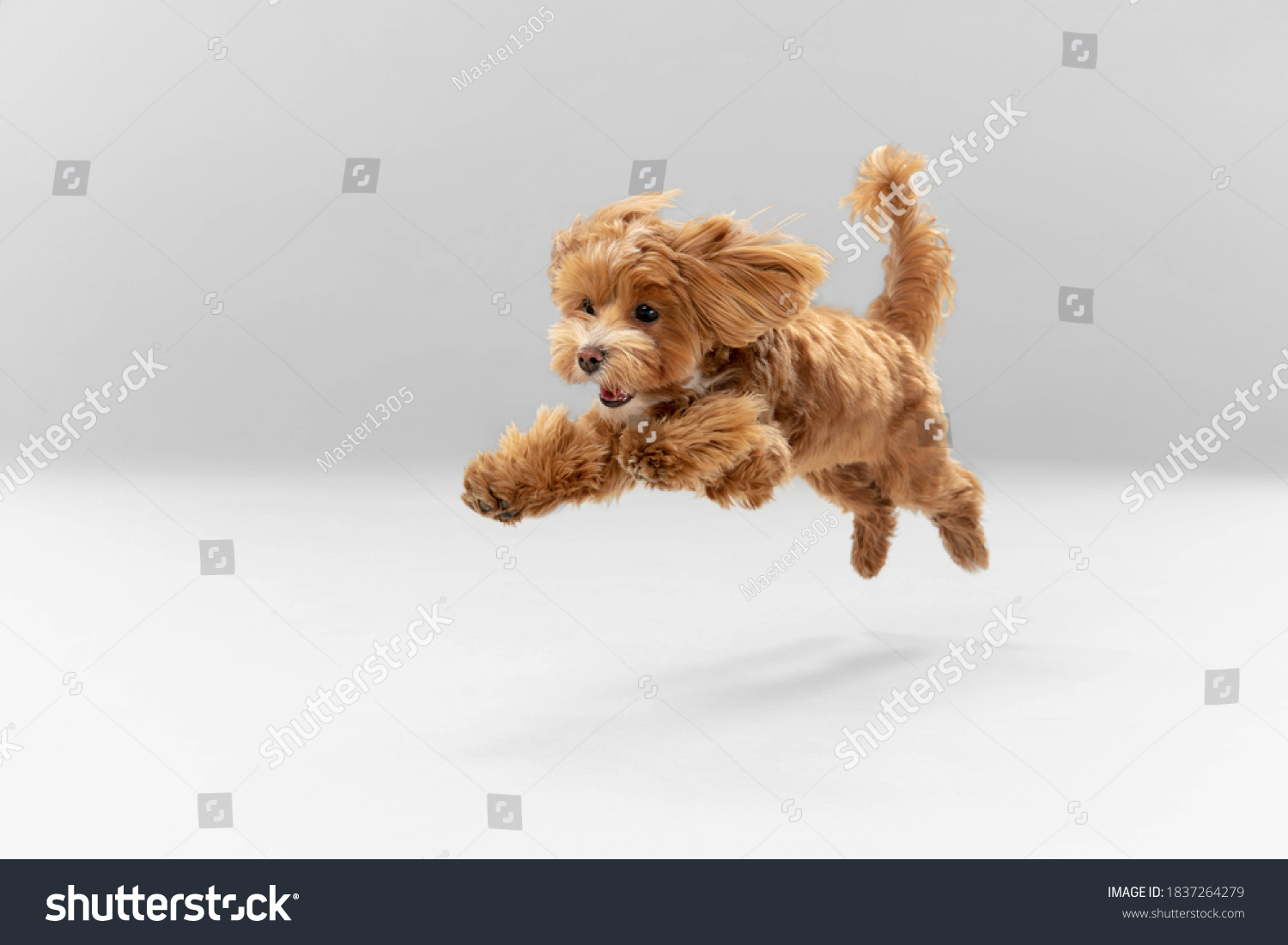 Sincere emotions. Maltipu little dog is posing. Cute playful braun doggy or pet playing on white studio background. Concept of motion, action, movement, pets love. Looks happy, delighted, funny. #1837264279