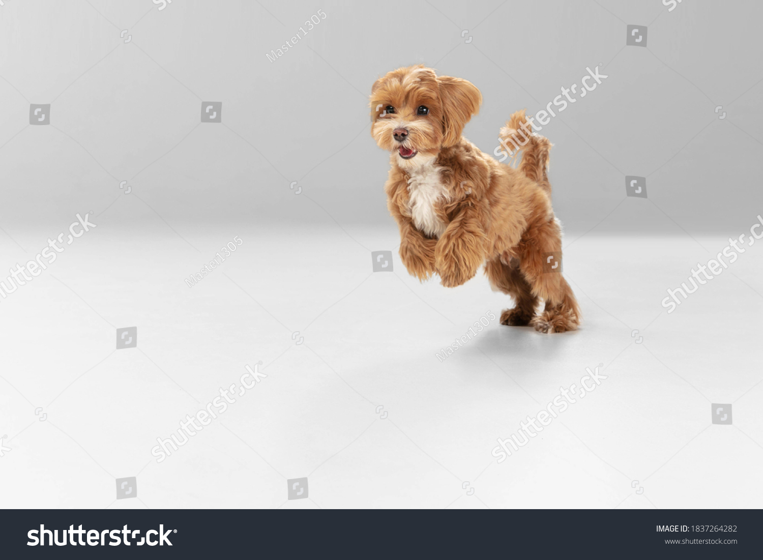 On the run. Maltipu little dog is posing. Cute playful braun doggy or pet playing on white studio background. Concept of motion, action, movement, pets love. Looks happy, delighted, funny. #1837264282