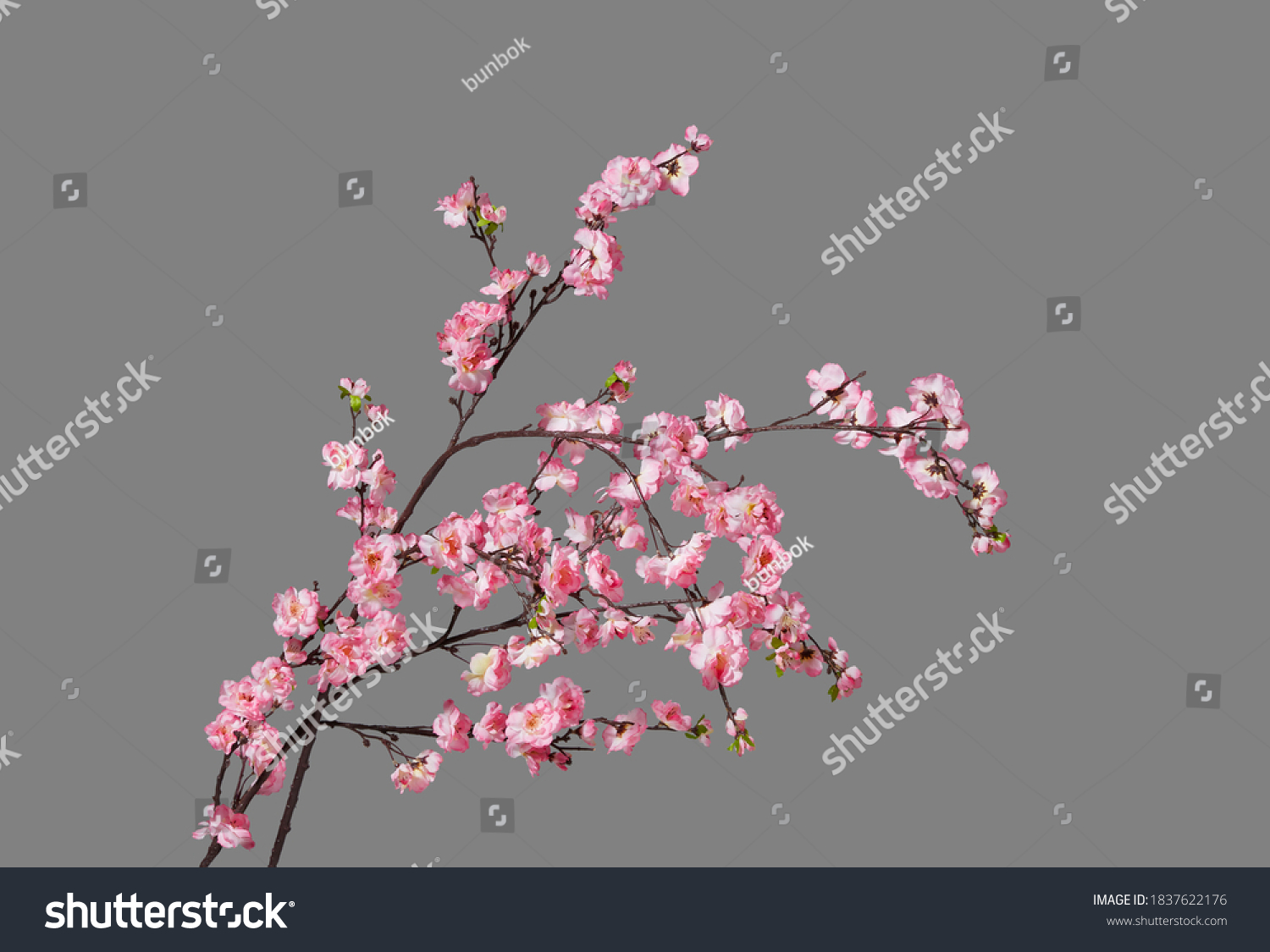 Fake peach blossom branch  to decorate for celebrating Lunar New Year. It's also called Tet holidays in Vietnam, isolated on gray background #1837622176
