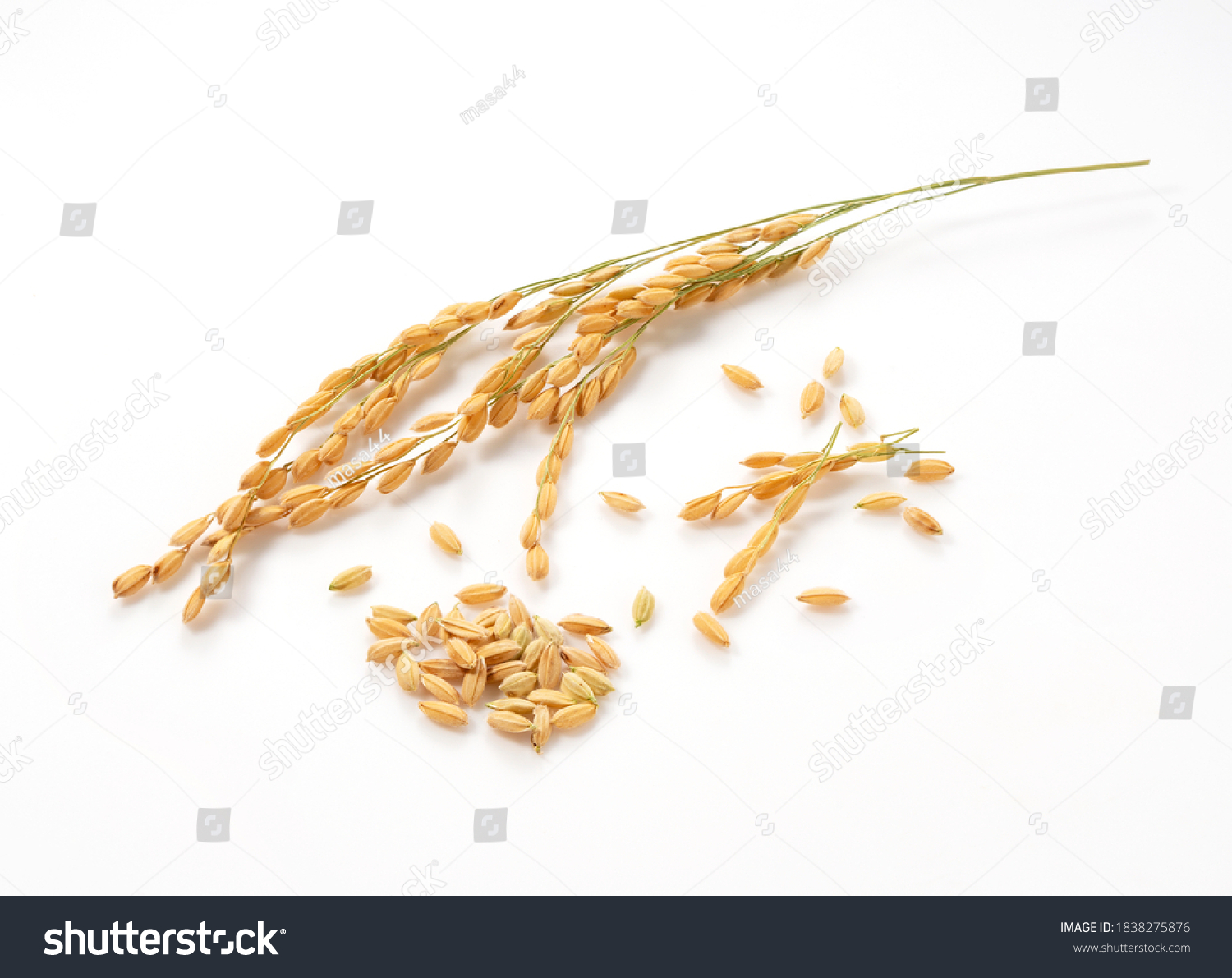 Close-up of an ear of rice on a white background #1838275876