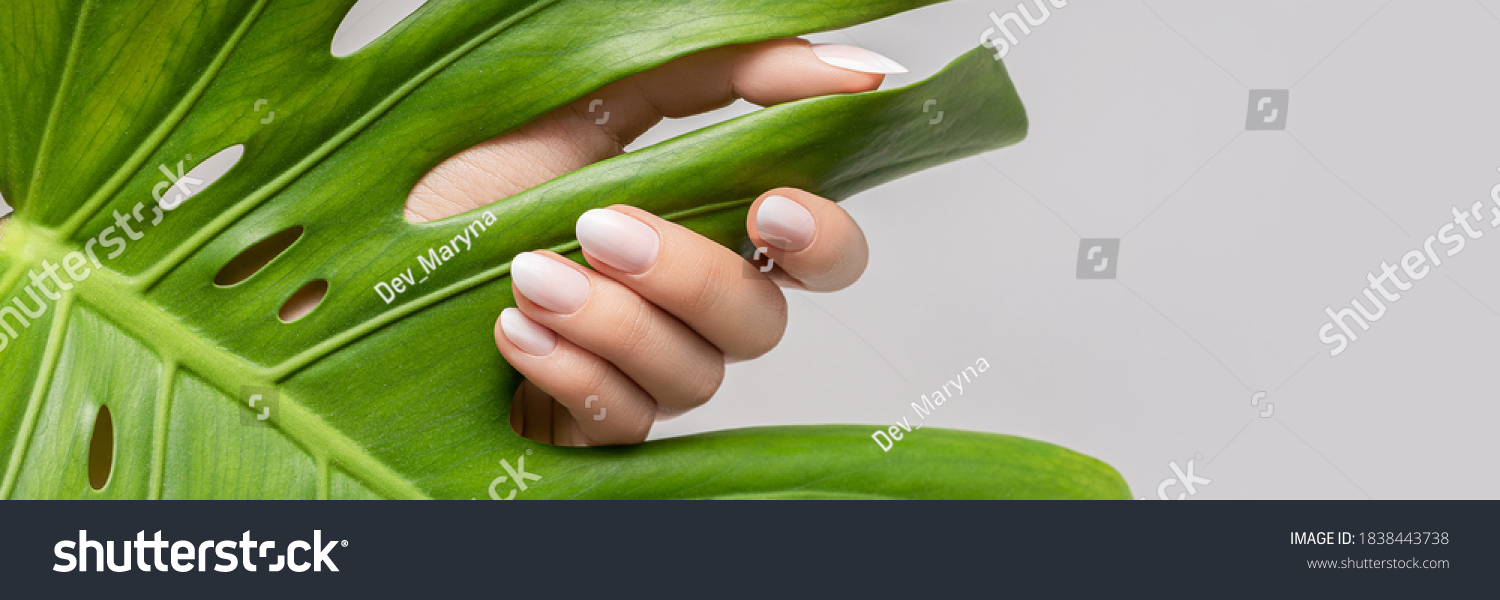 Female hand with pink nail design. Rose nail polish manicure. Female hand hold green leaf on grey background, banner #1838443738