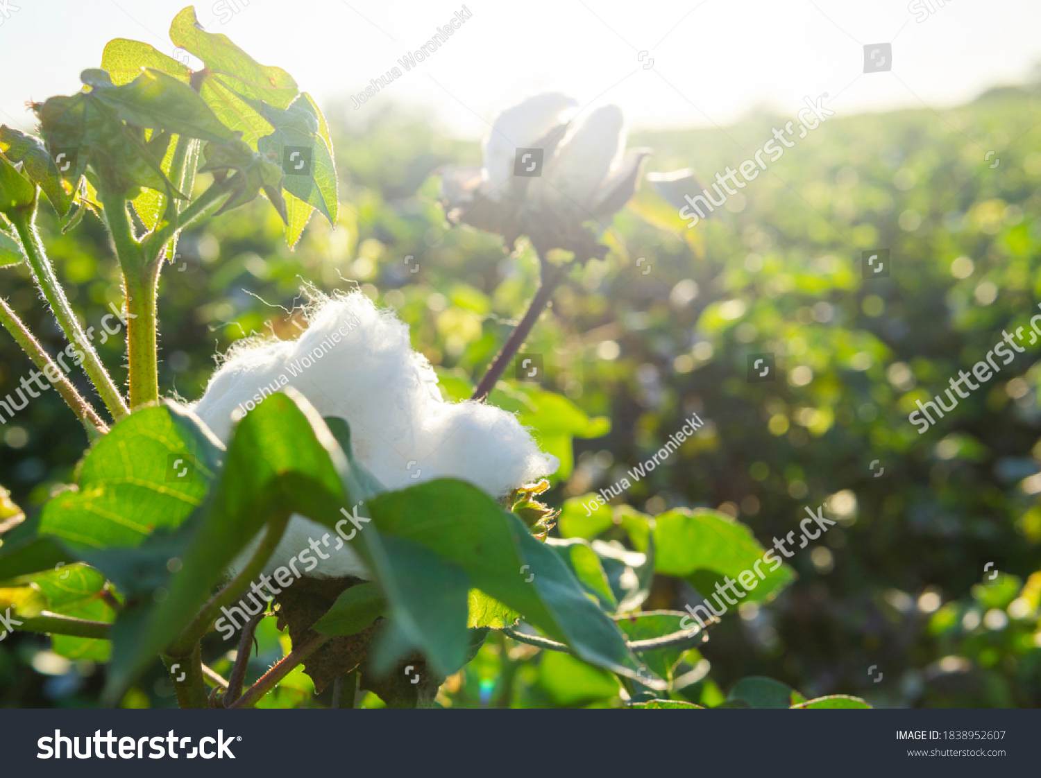 Cotton Field With White Soft Cotton Growing Natural #1838952607