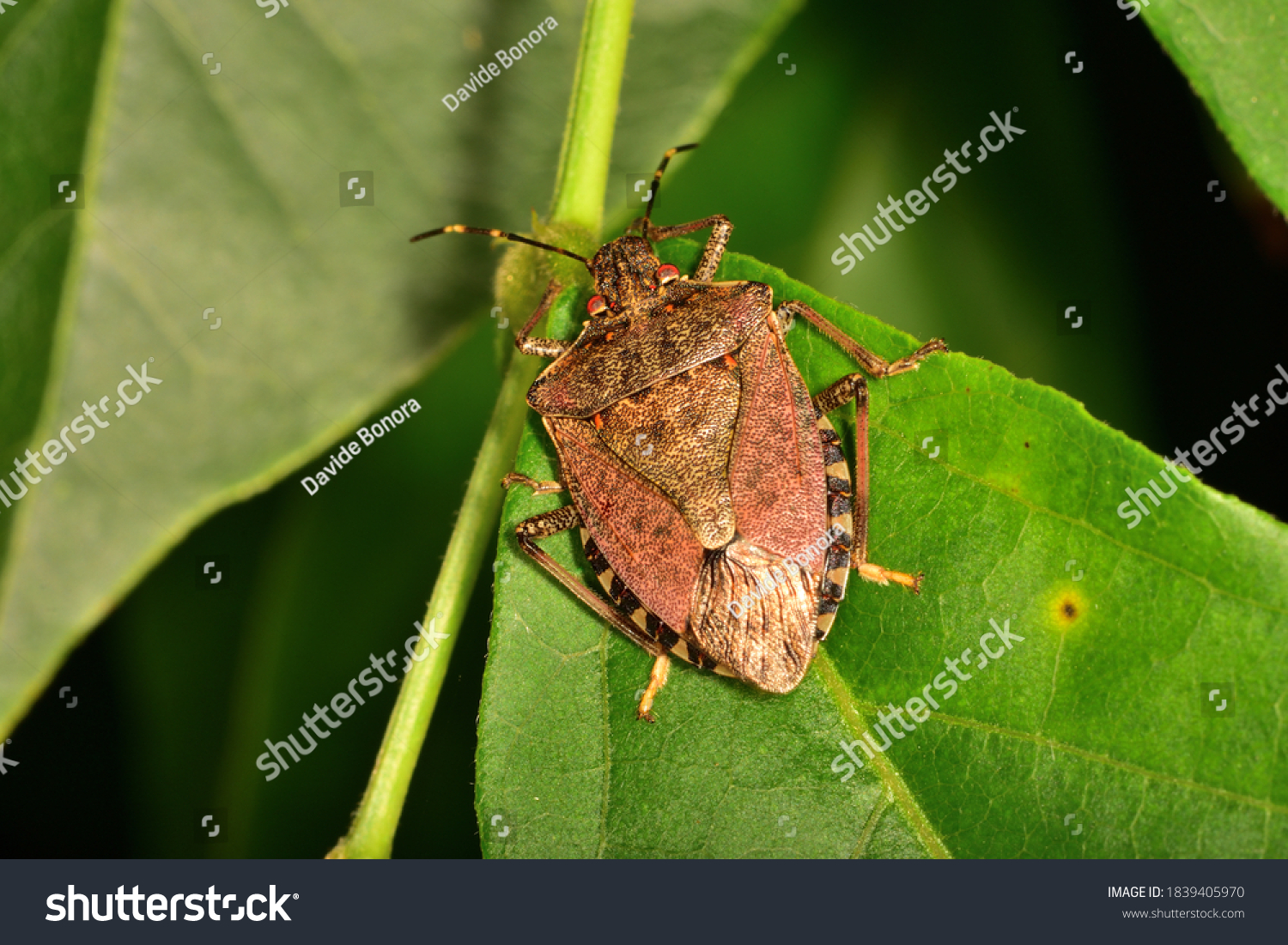 Macro image in natural light of isolated specimen of Brown marmorated stink bug, scientific name Halyomorpha halys, photographed on a green leaf with natural background. #1839405970