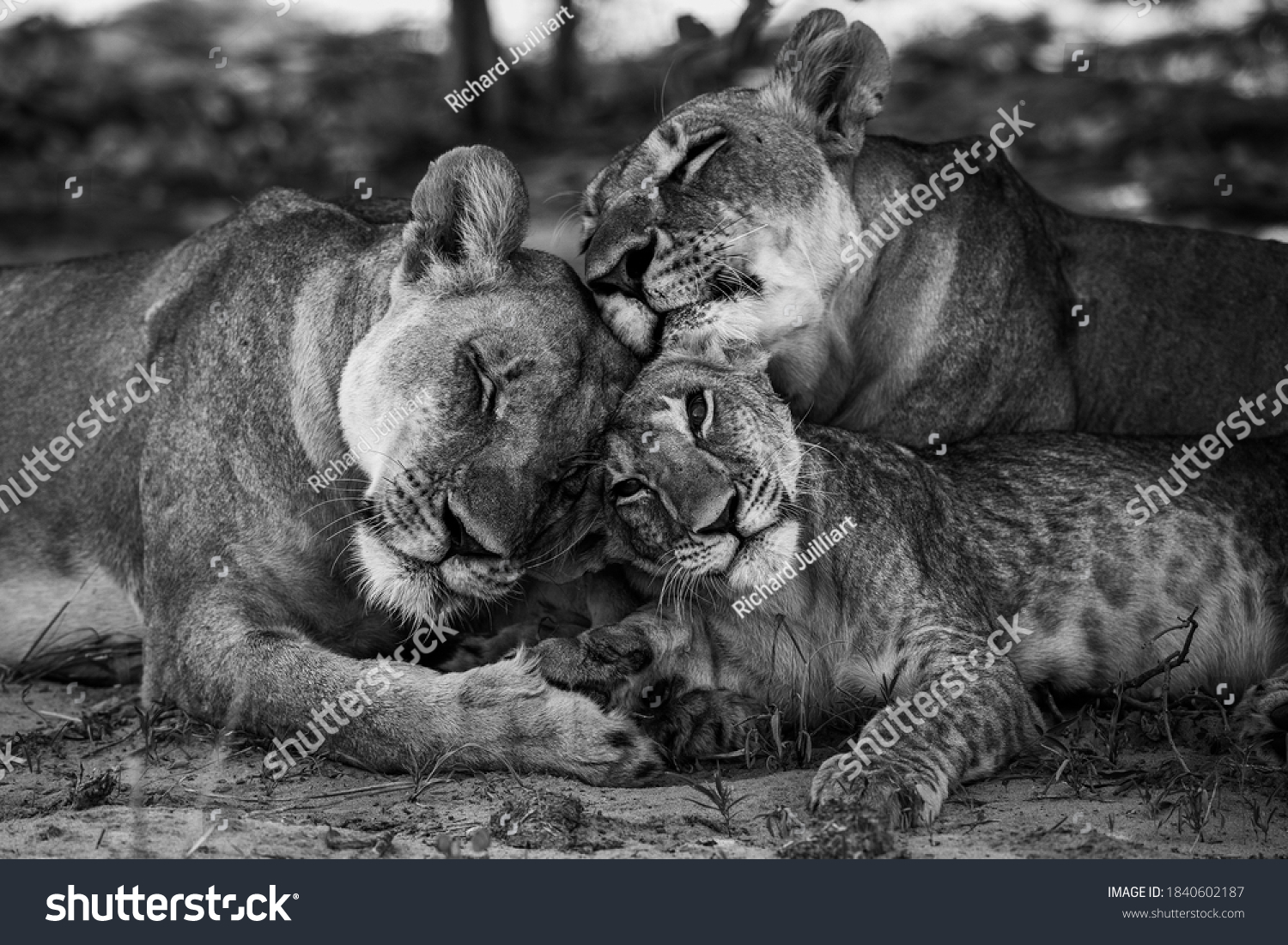 Wild Lion family Okavongo Delta Botswana #1840602187