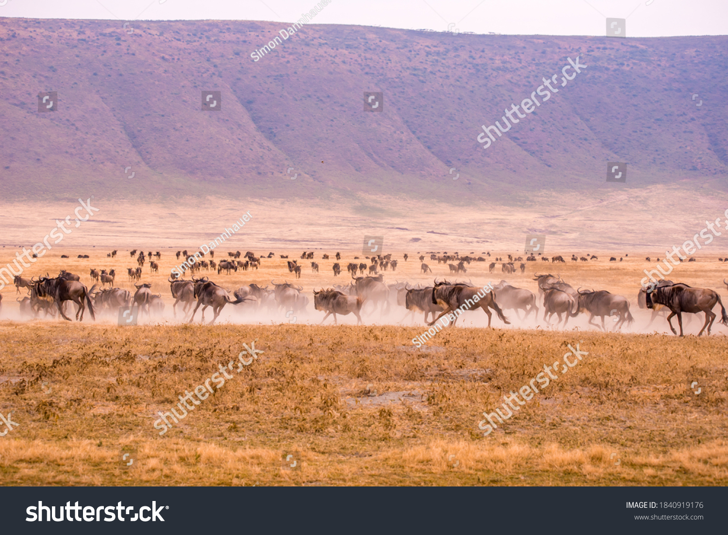 Herd of gnus and wildebeests in the Ngorongoro crater National Park, Wildlife safari in Tanzania, Africa. #1840919176