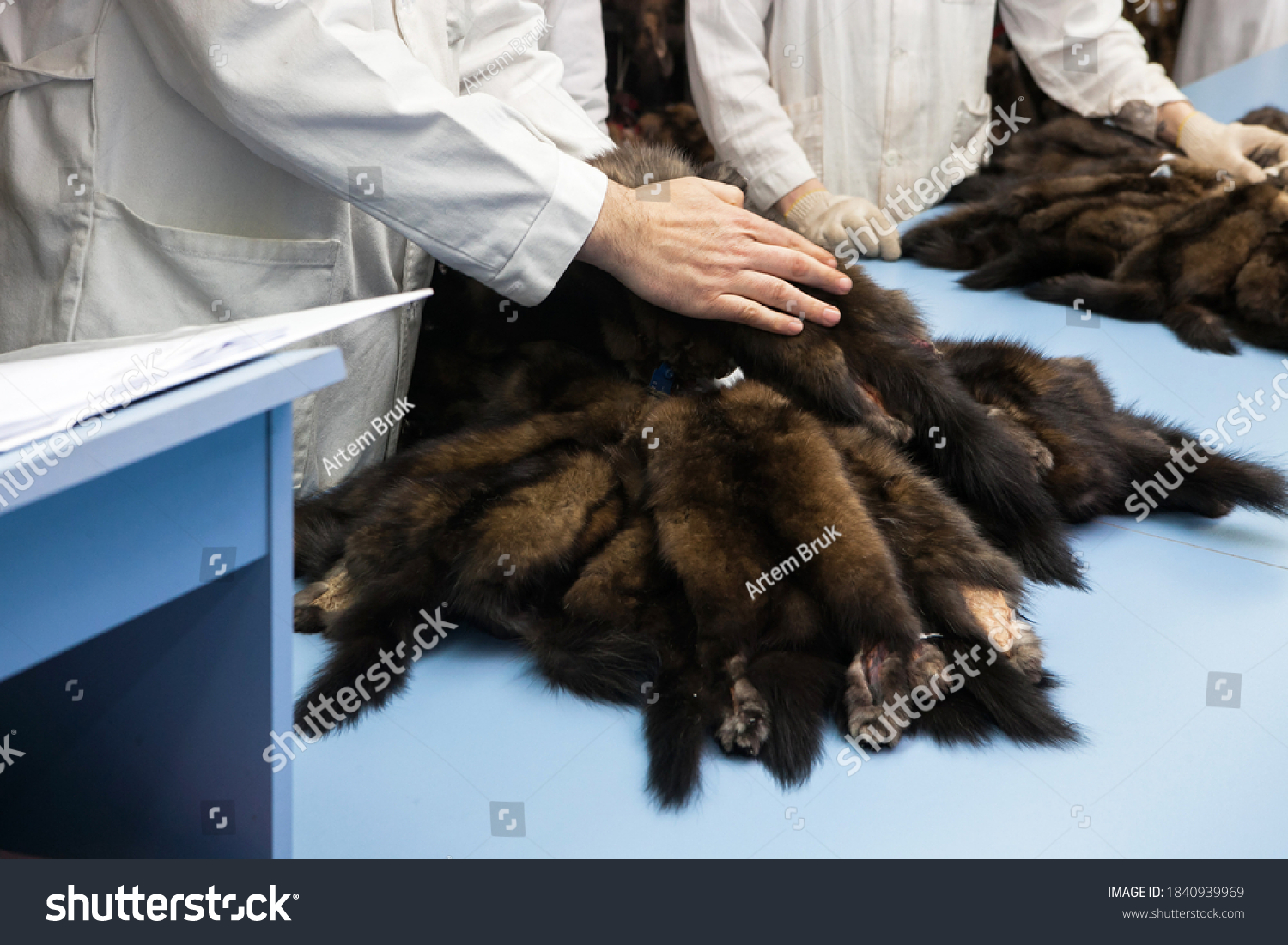 Piles of expensive brown mink and sable fur skins in the hands of the buyer at auction exhibition #1840939969