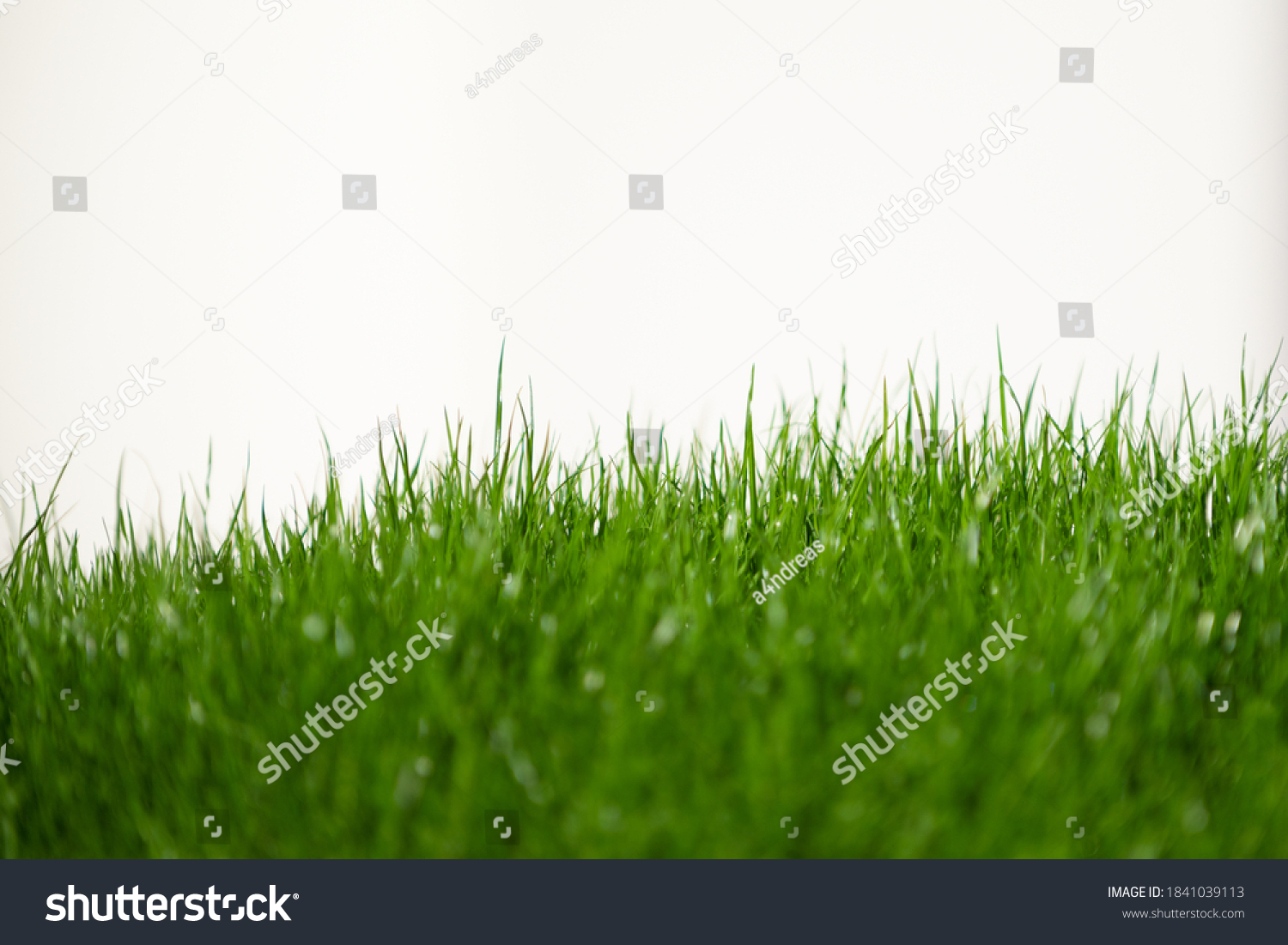 fresh green grass in foreground isolated on white background #1841039113