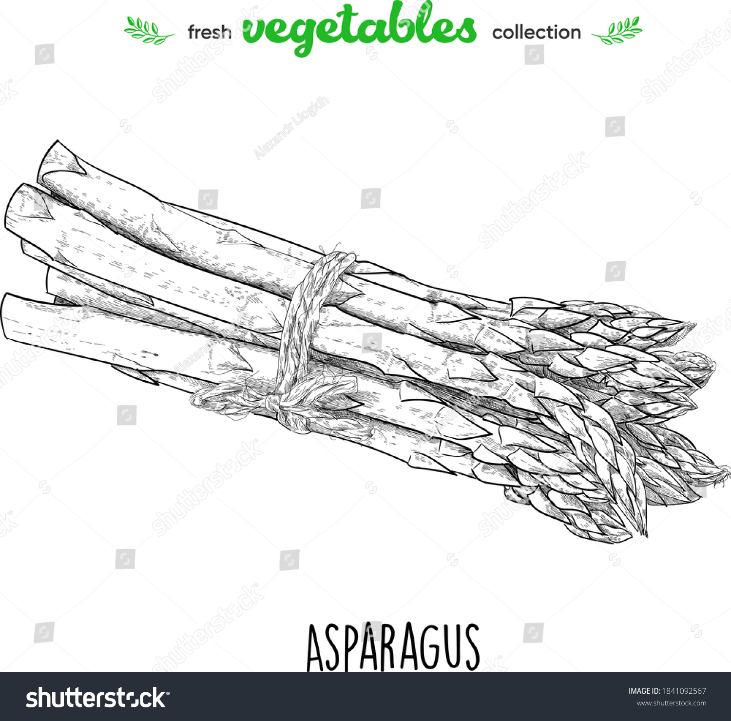 Asparagus. Detailed line art. Freehand drawing. Vector vegetables. Collection of fresh vegetables. #1841092567