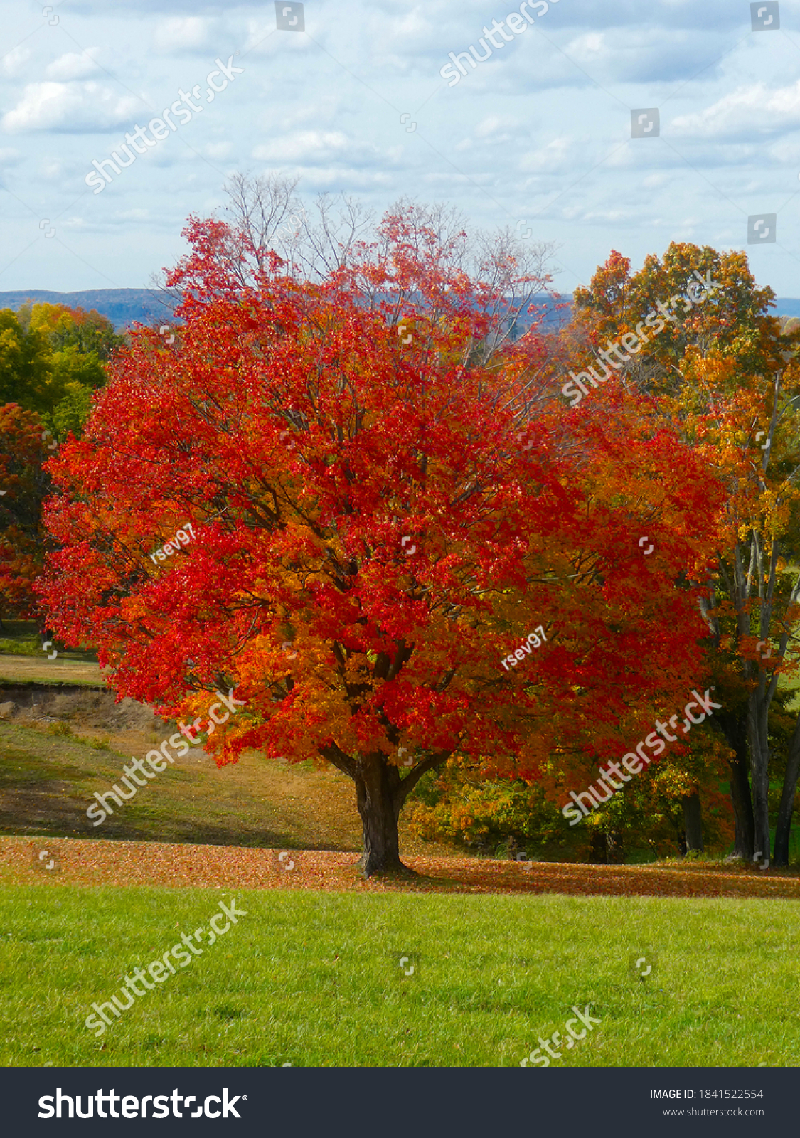 Beautiful view of a Sugar Maple tree (Acer Saccharum) with bright red and orange foliage and a scenic background at a farm in New York. #1841522554