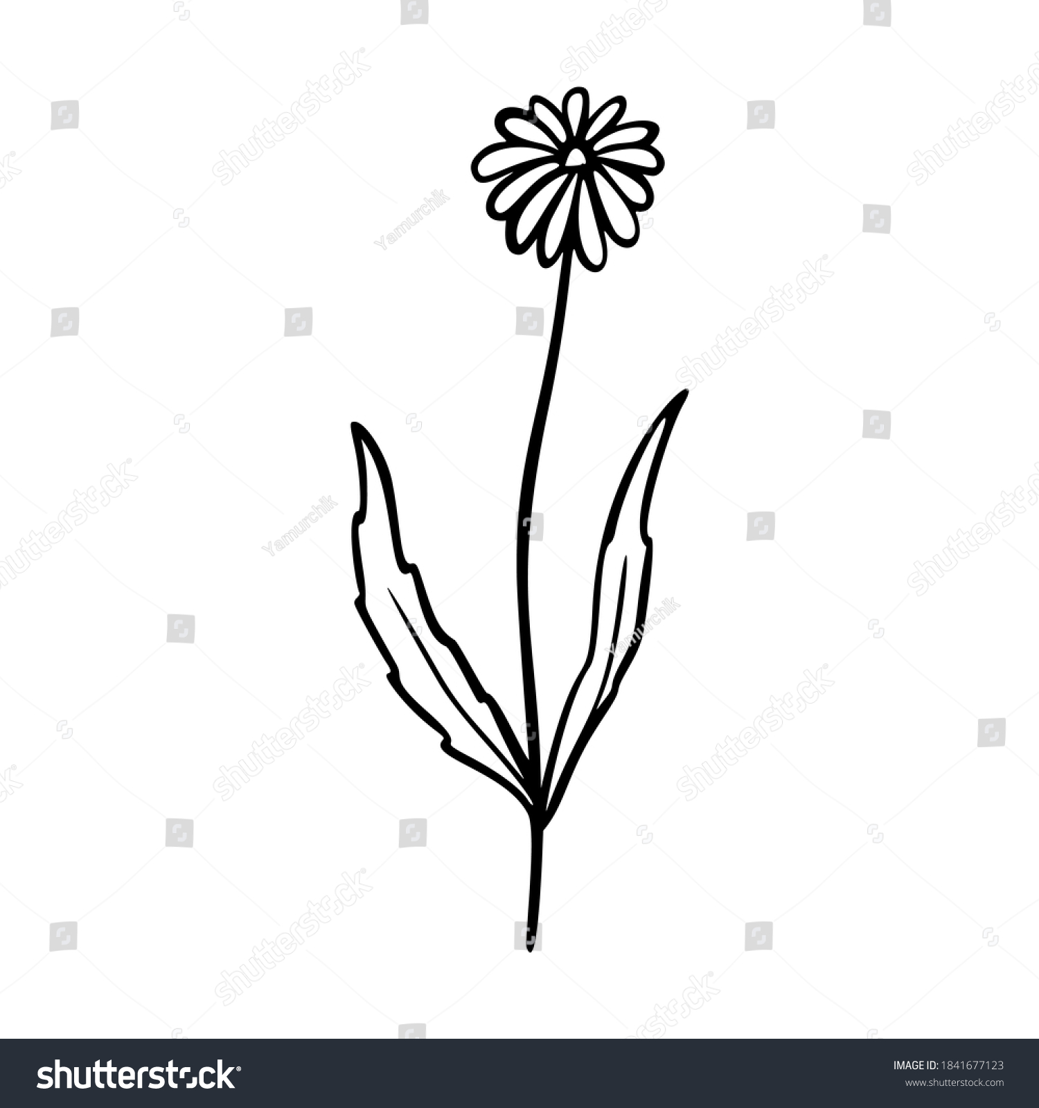 Dandelion outline hand drawn logo element. Herbs - Royalty Free Stock ...