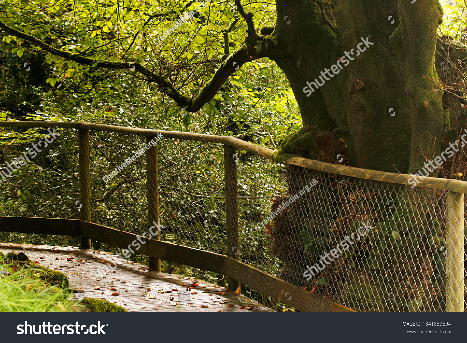 A decked pathway with a wood and chainlink fence passes the trunk of an old tree. #1841853694