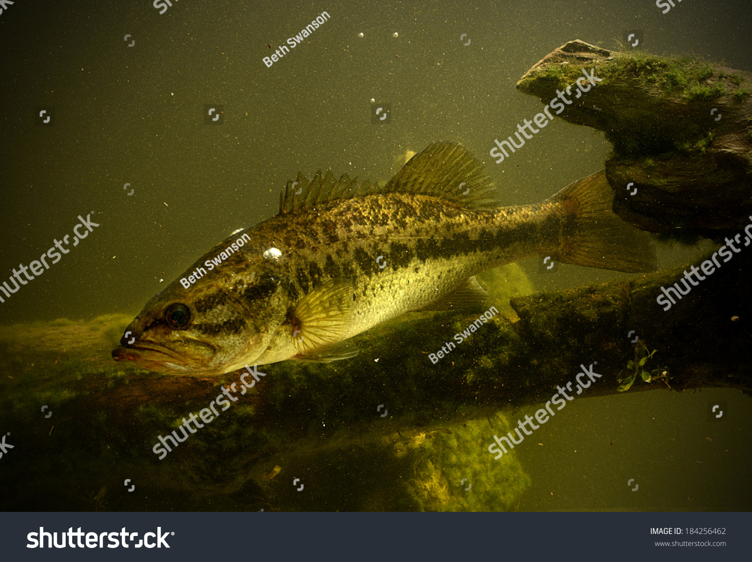 largemouth bass fish underwater in lake #184256462