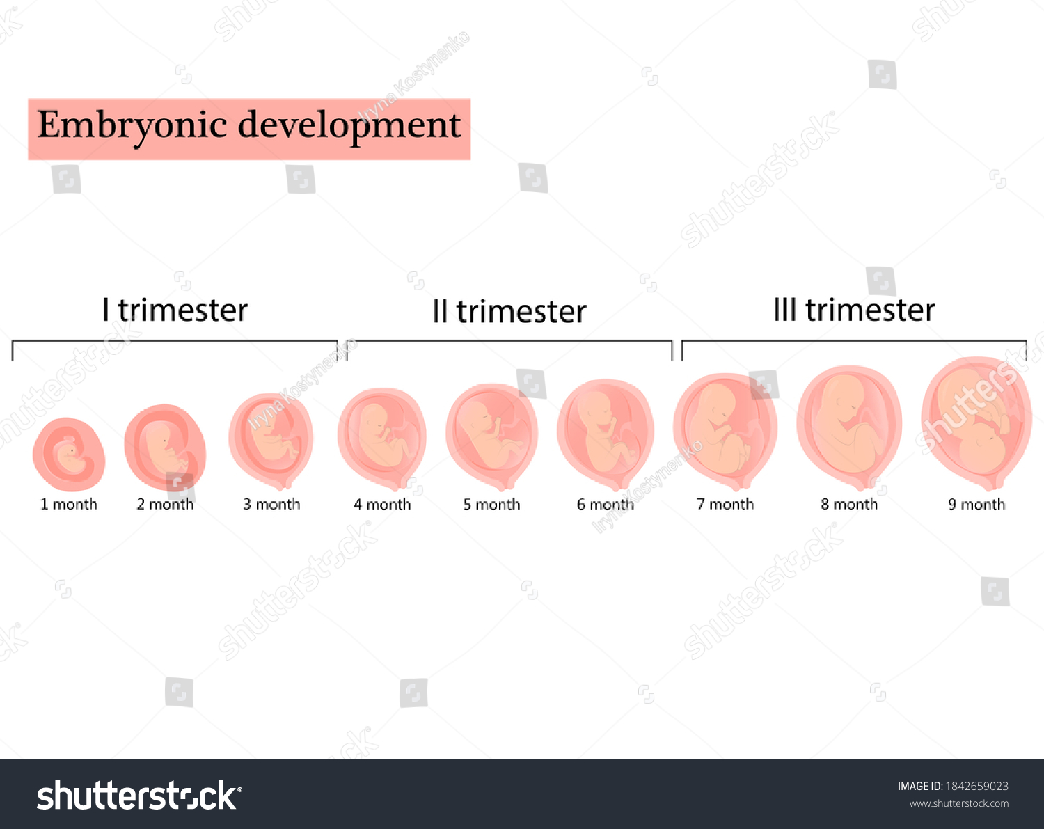 Infographic With Stages Of Pregnancy And Embryo Royalty Free Stock Vector 1842659023 