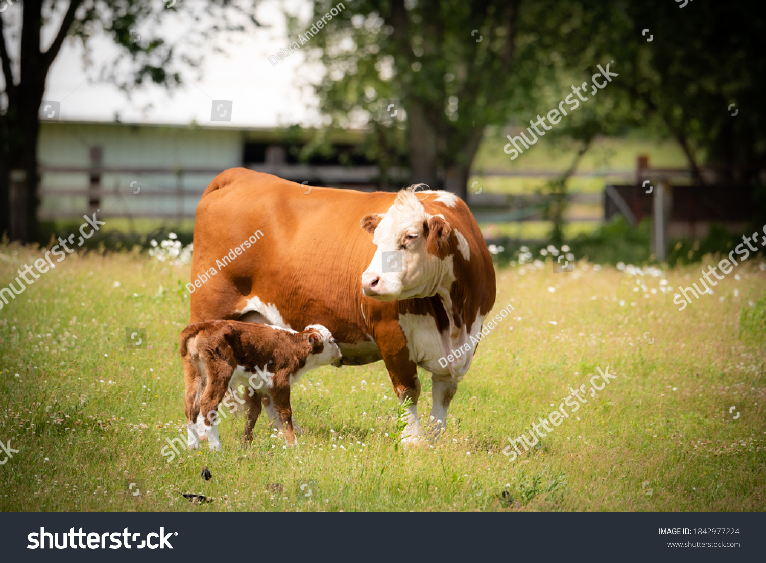 beef cow with days old calf on green grass meadow.  Responsible beef operation #1842977224